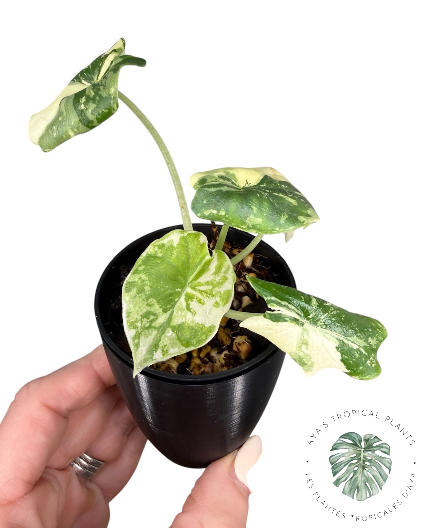 Alocasia Melo Albo Variegated