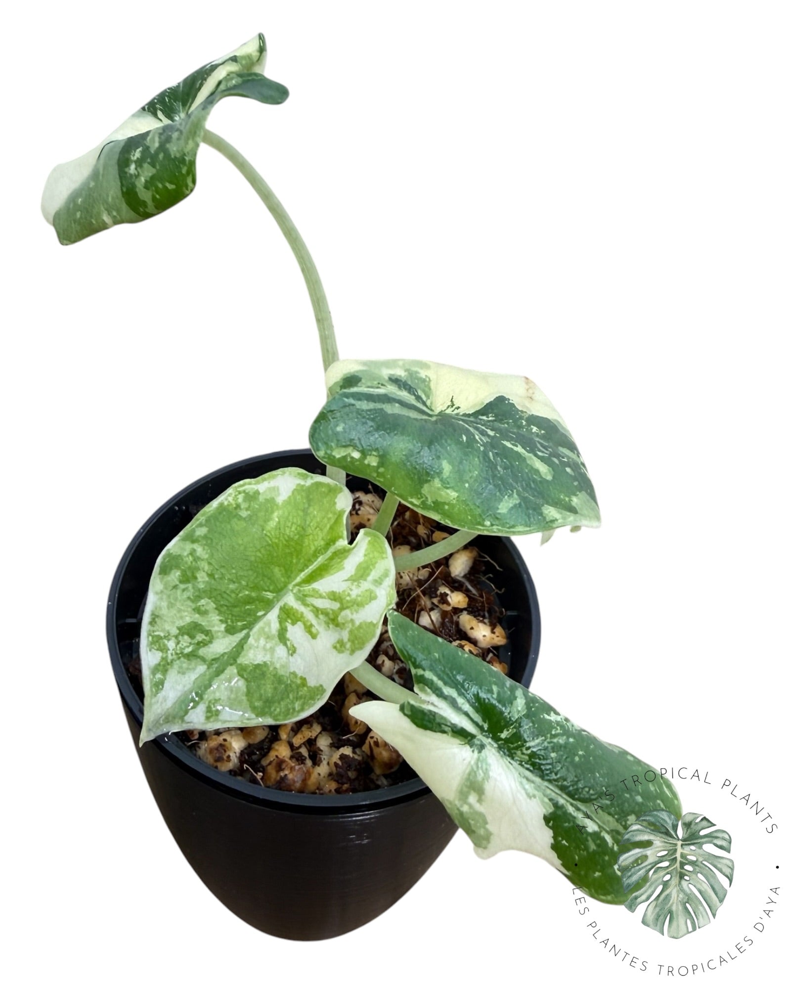 Alocasia Melo Albo Variegated