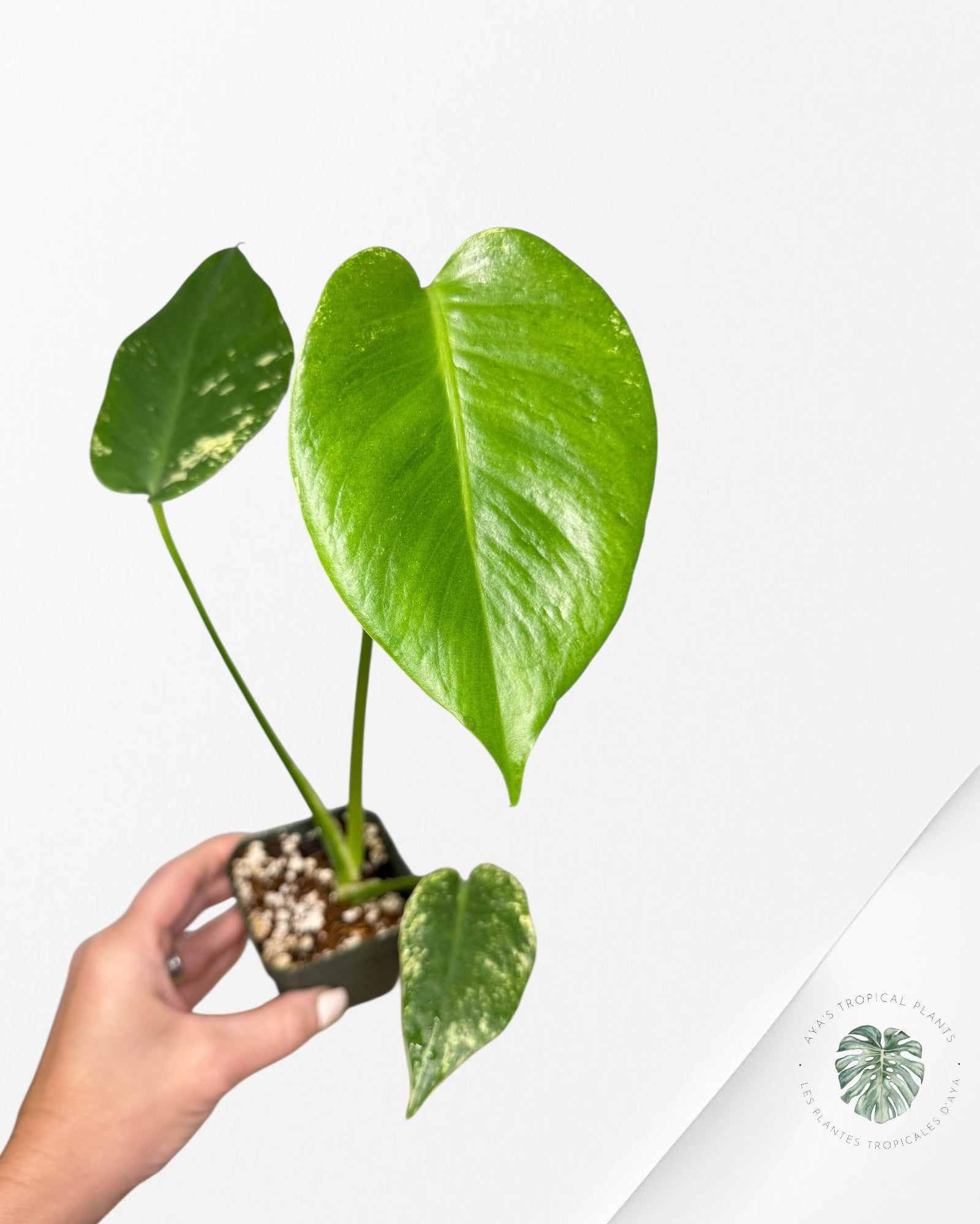 Monstera Mint - ON