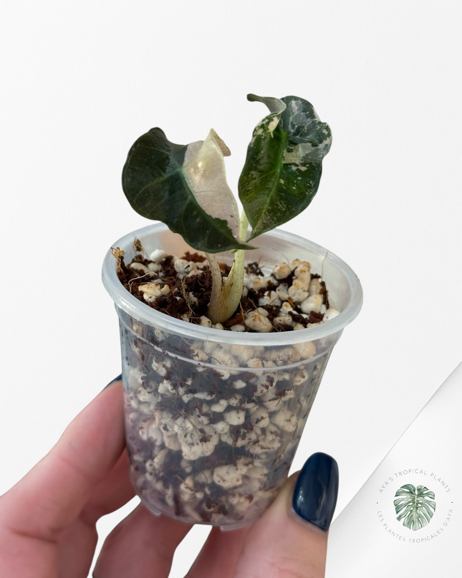 Alocasia Polly Variegated Pink| Rare TC Plant| Aya's Tropical Plants