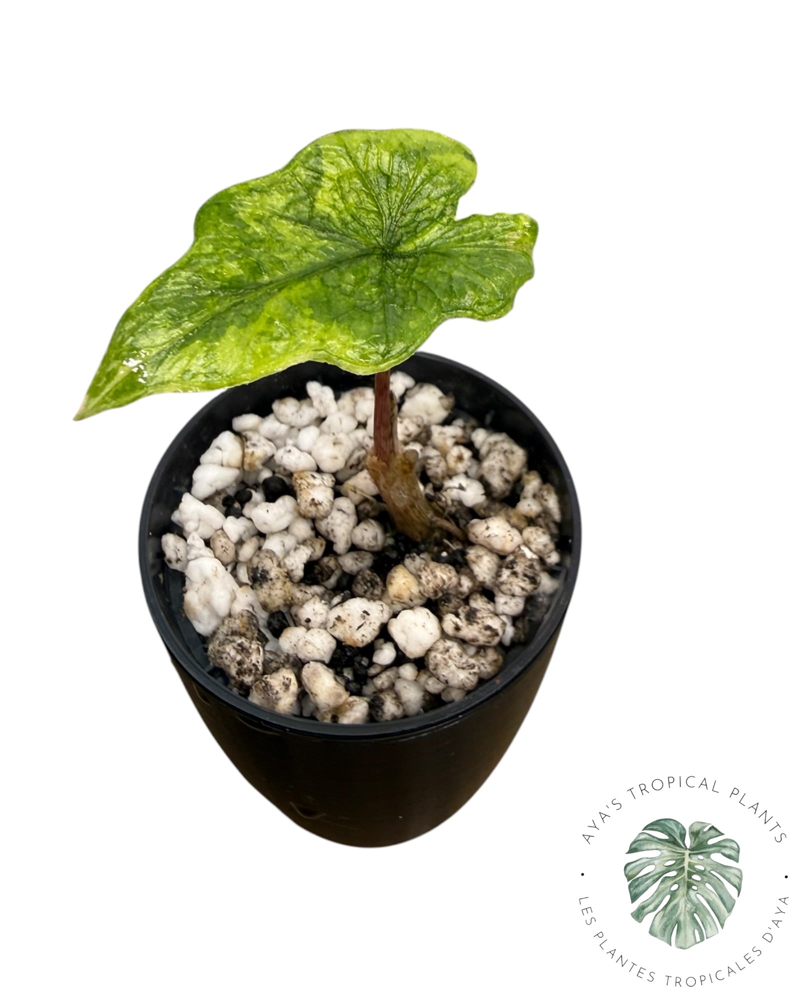 Alocasia Jacklyn panaché (qualité A)