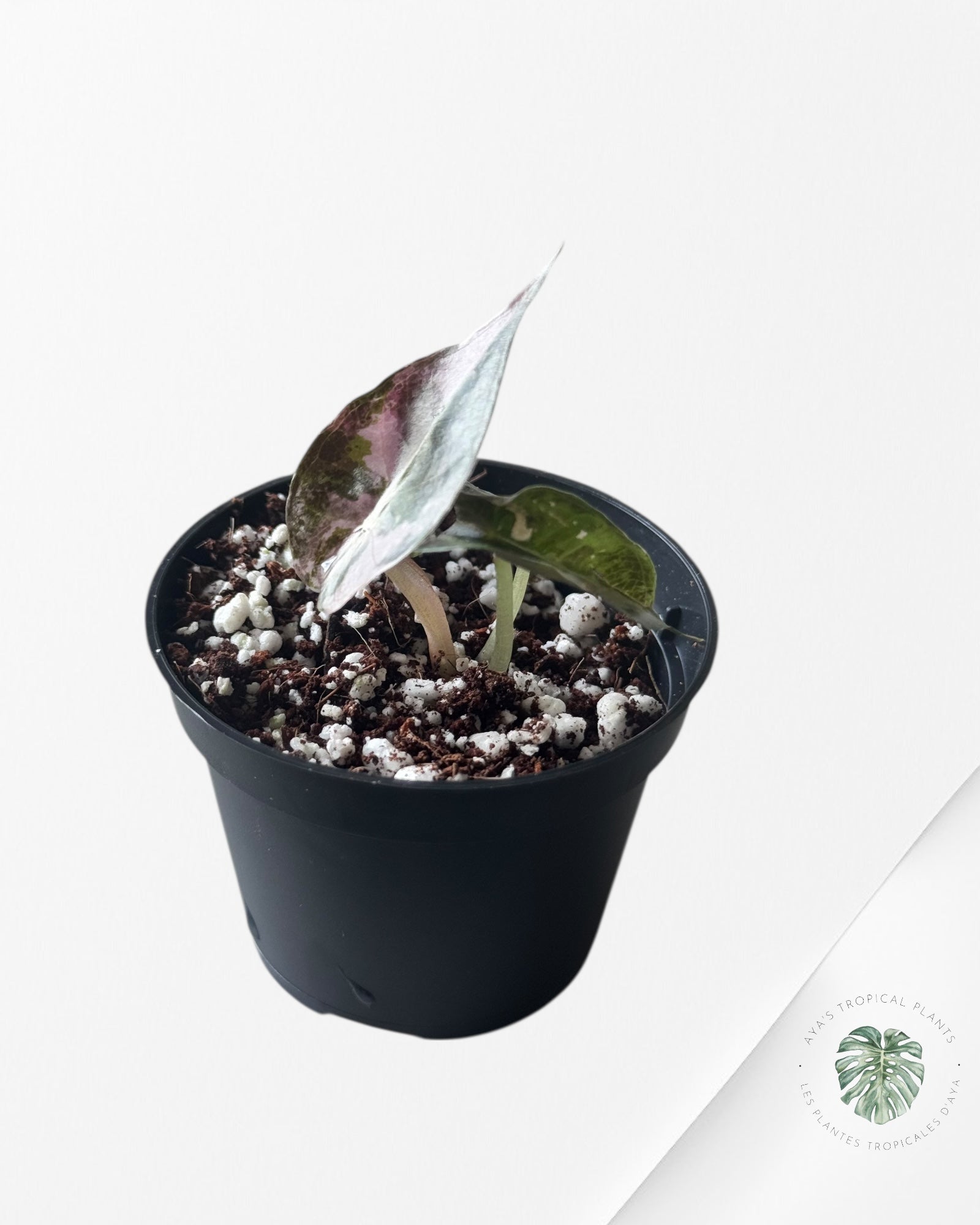 Syngonium Chiapense Variegata -J80