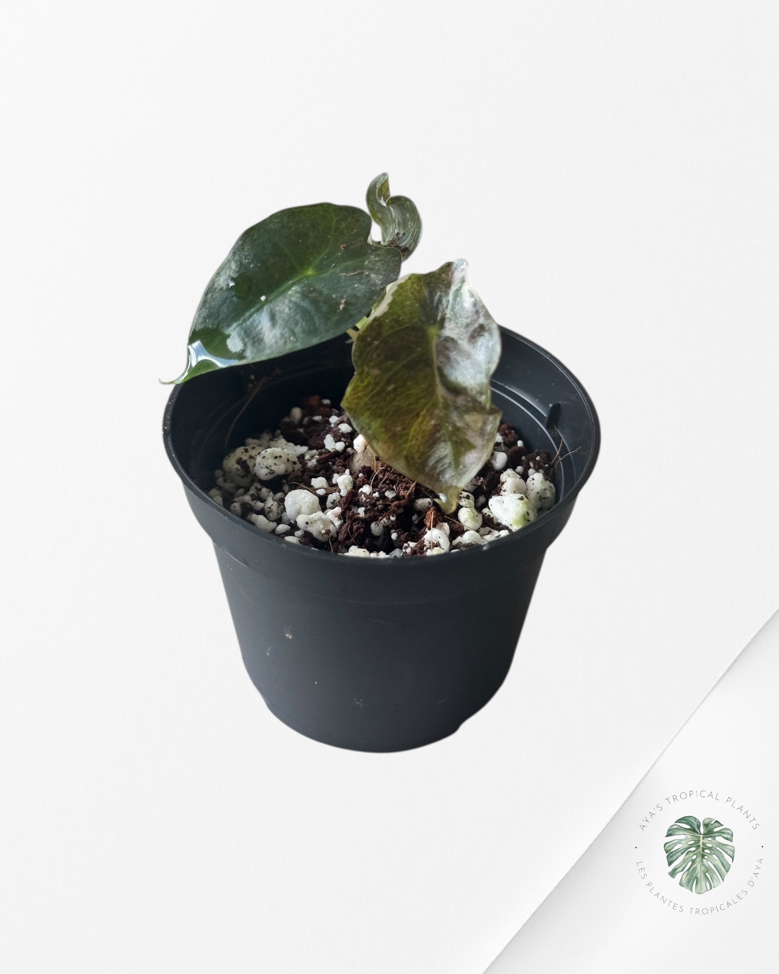Syngonium Chiapense Variegata -J80