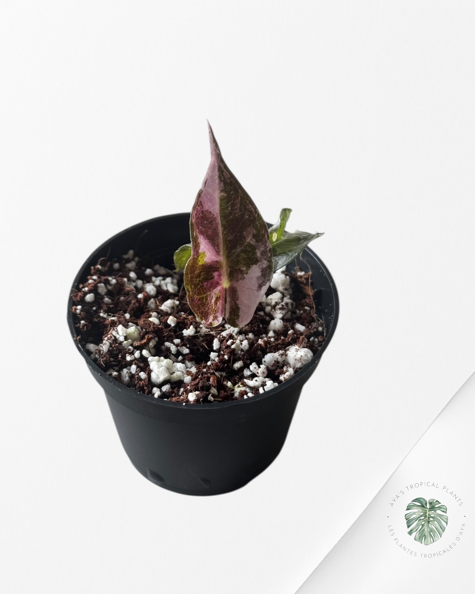Alocasia Polly Variegata (Pink A Grade)- T73