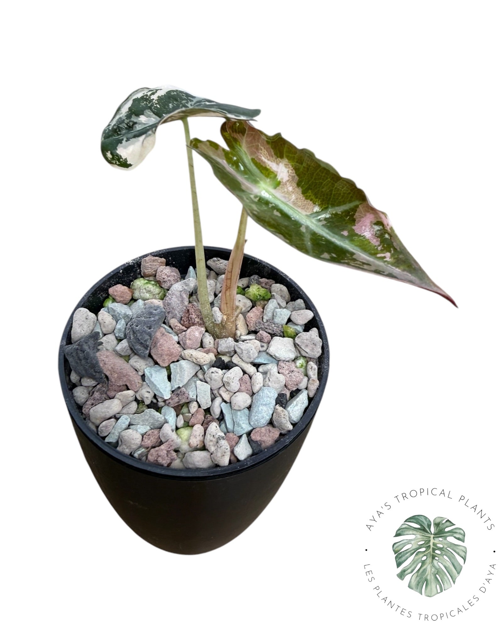 Alocasia Polly Pink Snowflake