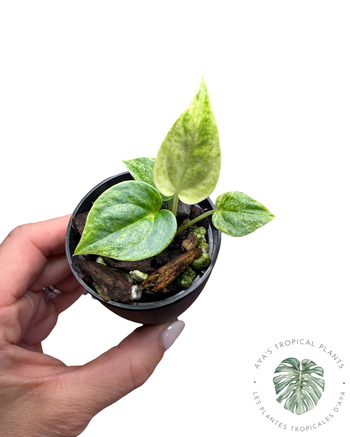 Anthurium Hookeri Albo Variegated