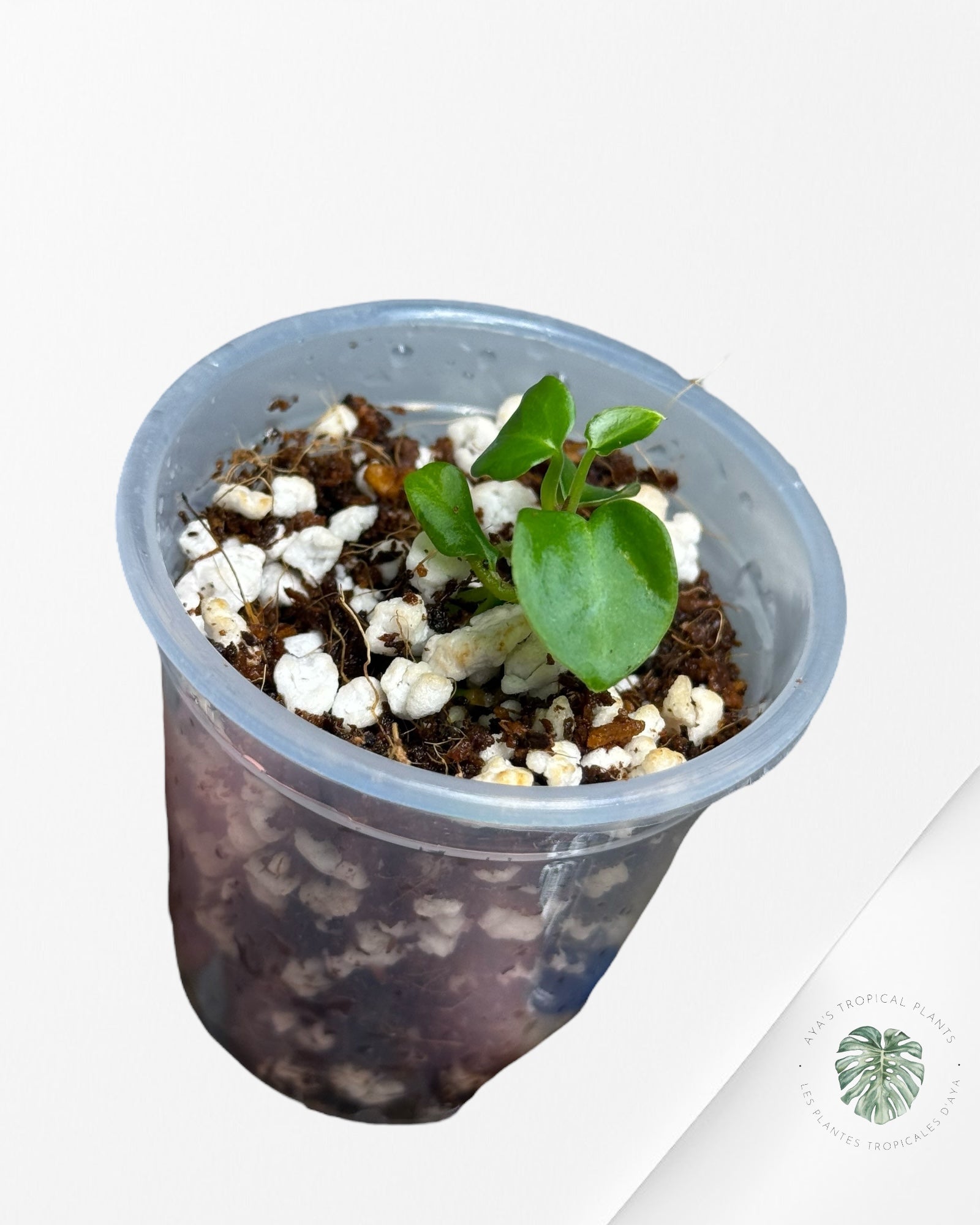 Anthurium Purple Crystallinum | Plante rare cultivée en culture tropicale | Plantes tropicales d'Aya