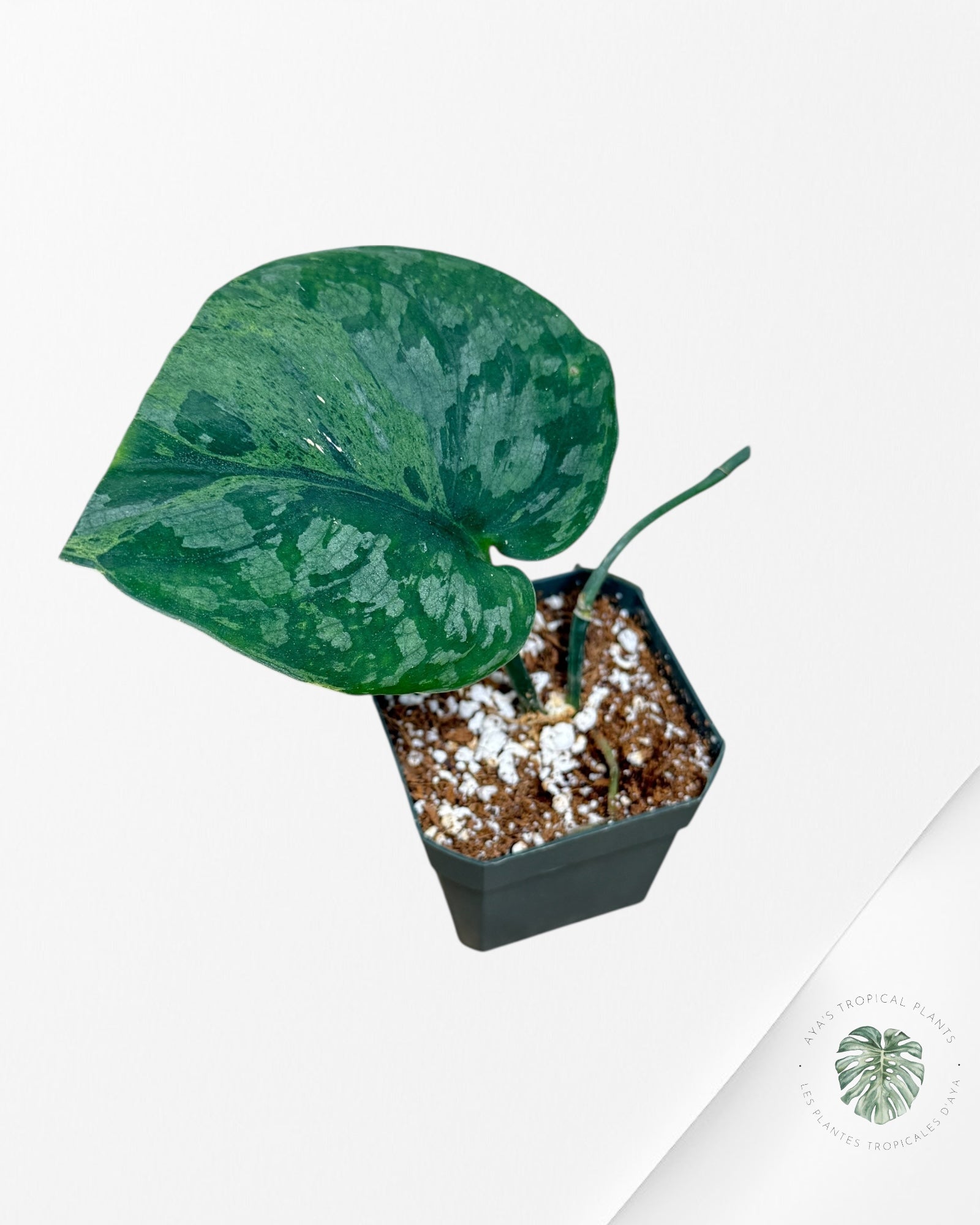 Scindapsus Exotica Mejile - PP