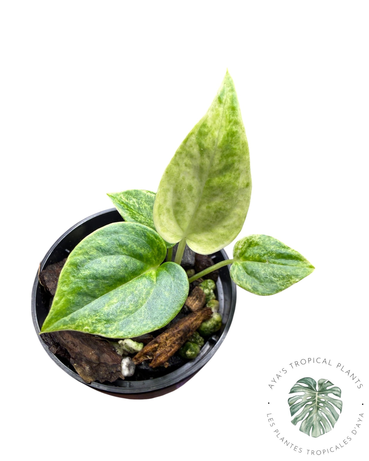 Anthurium Hookeri Albo Variegated