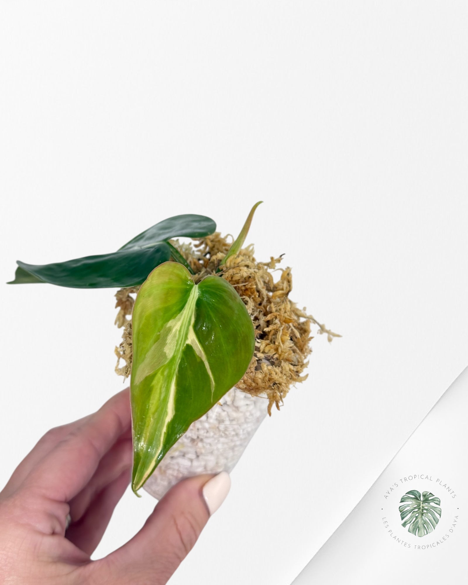 Philodendron Rio-1