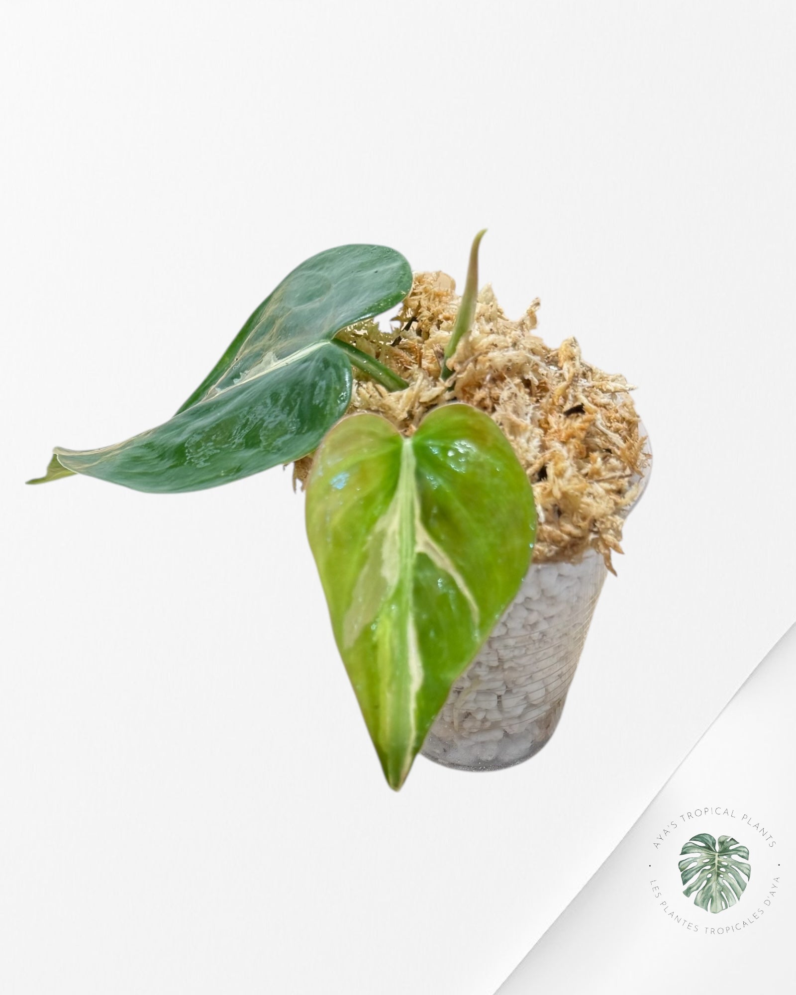 Philodendron Rio-1