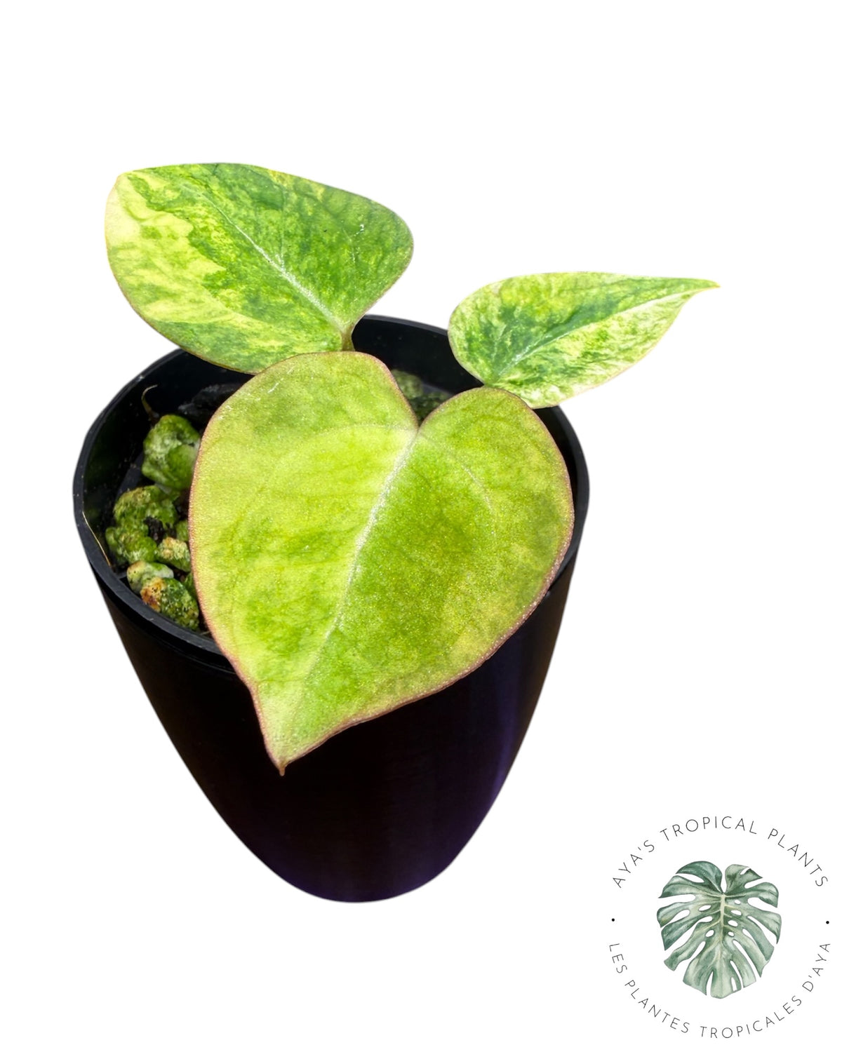 Anthurium Papillilaminum X Magnificum Variegated