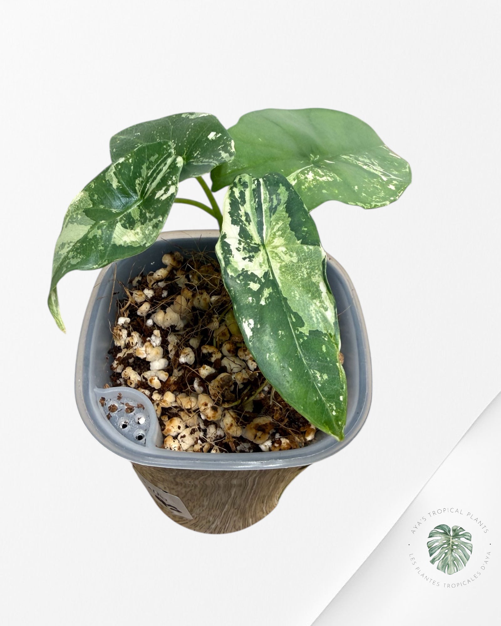 Alocasia Simpo Albo Variegated