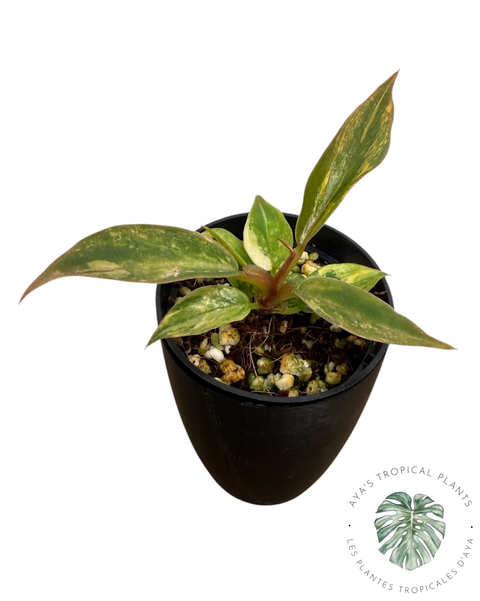 Philodendron Caramel Marble 'Fire Tiger'