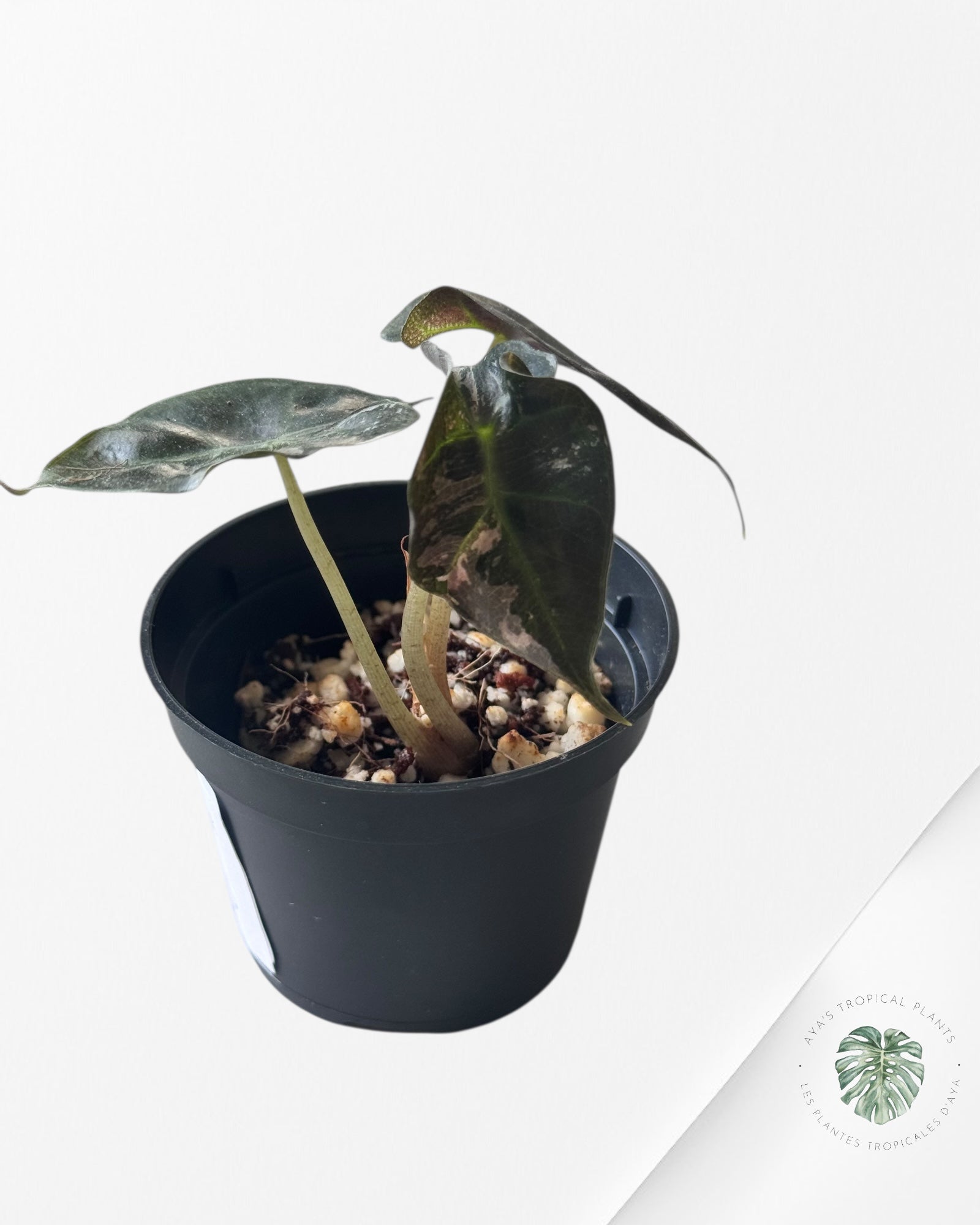 Alocasia Polly Variegata (Pink A Grade)- TZ3