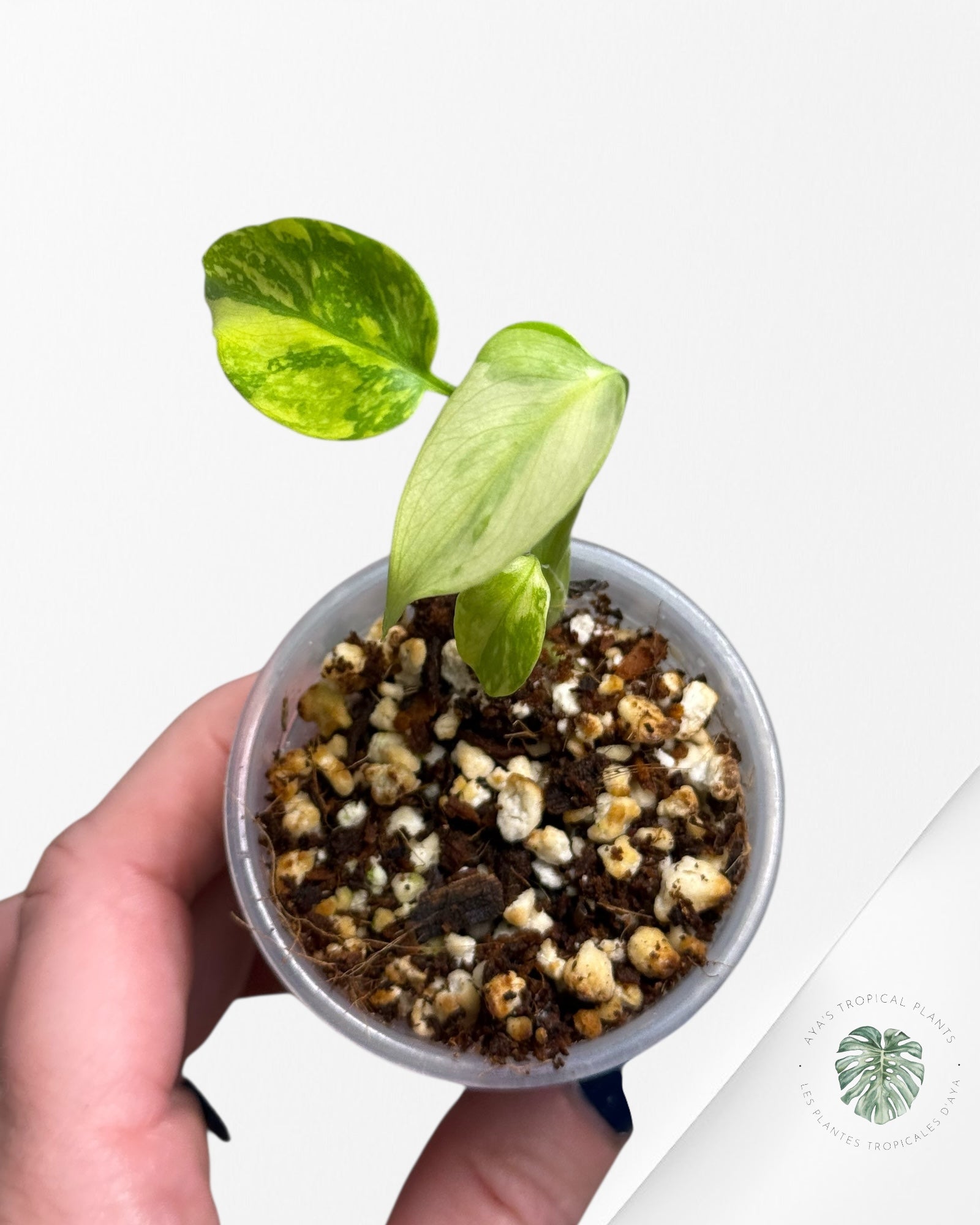 Monstera Deliciosa Electrolyte |Rare TC Plant | Aya's Tropical Plants