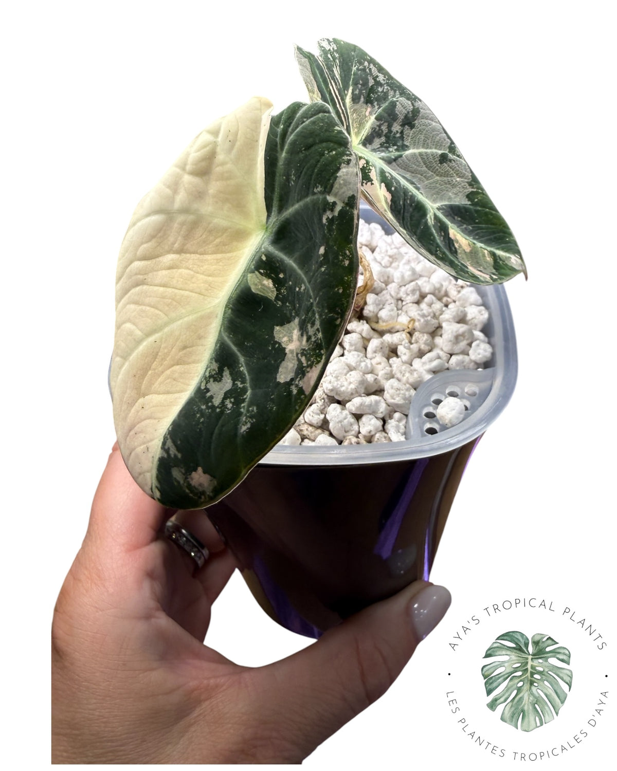 Alocasia Black Velvet Snowflake Variegated