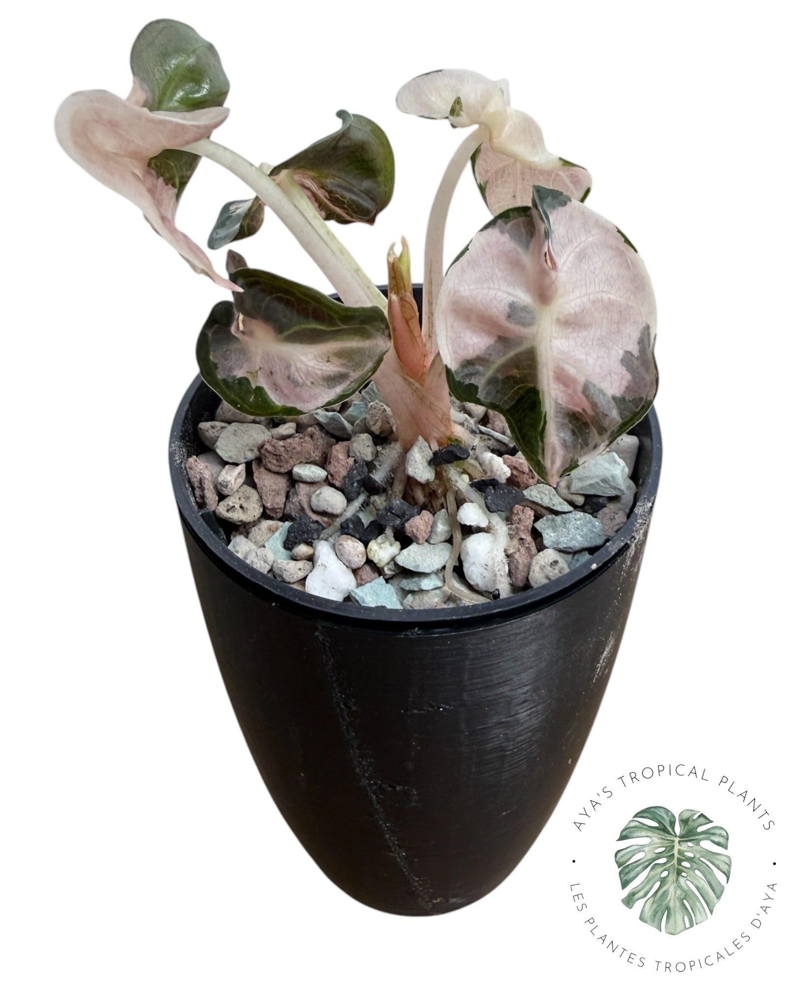 Alocasia Heart Balloon Pink variegated
