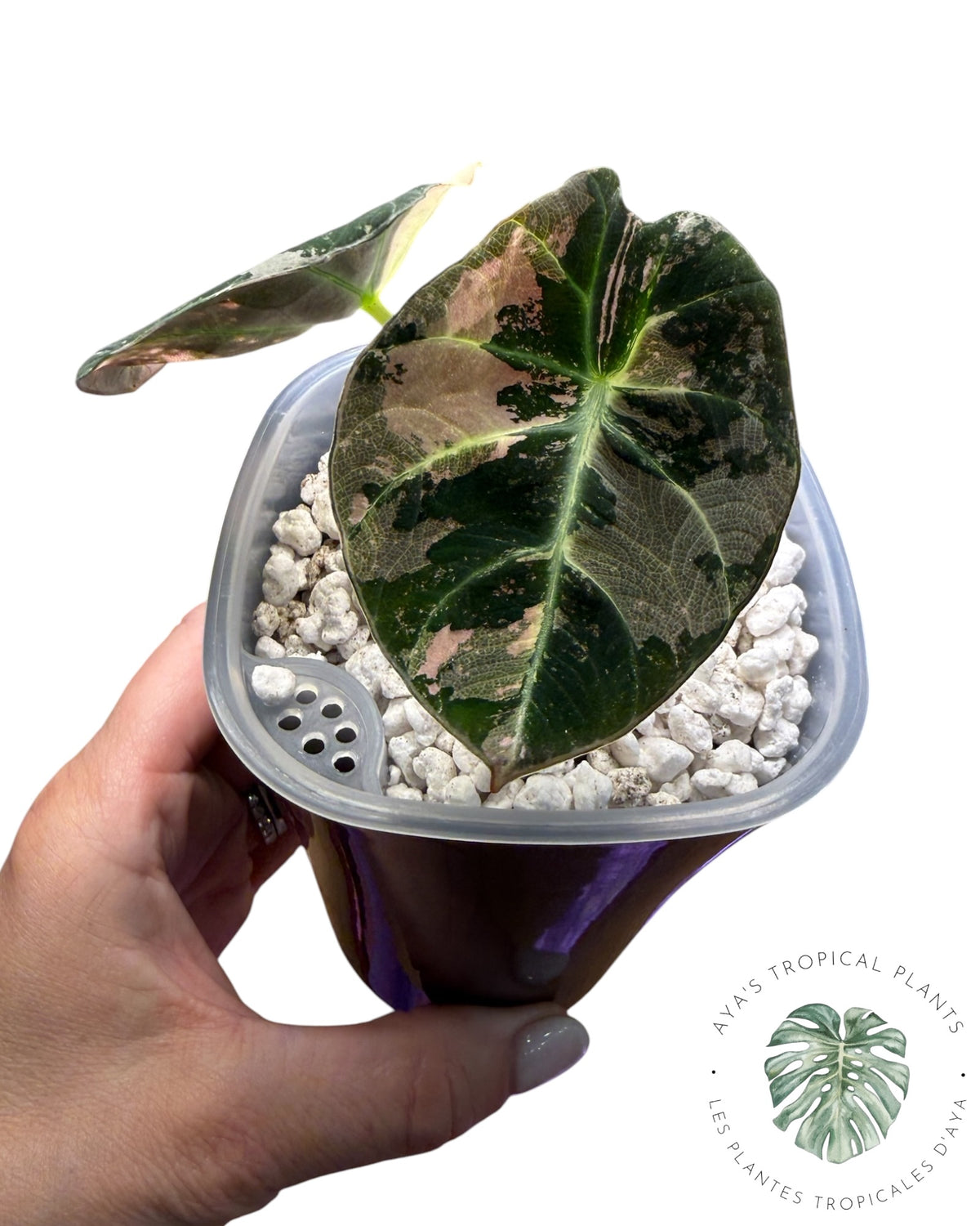 Alocasia Black Velvet Snowflake Variegated
