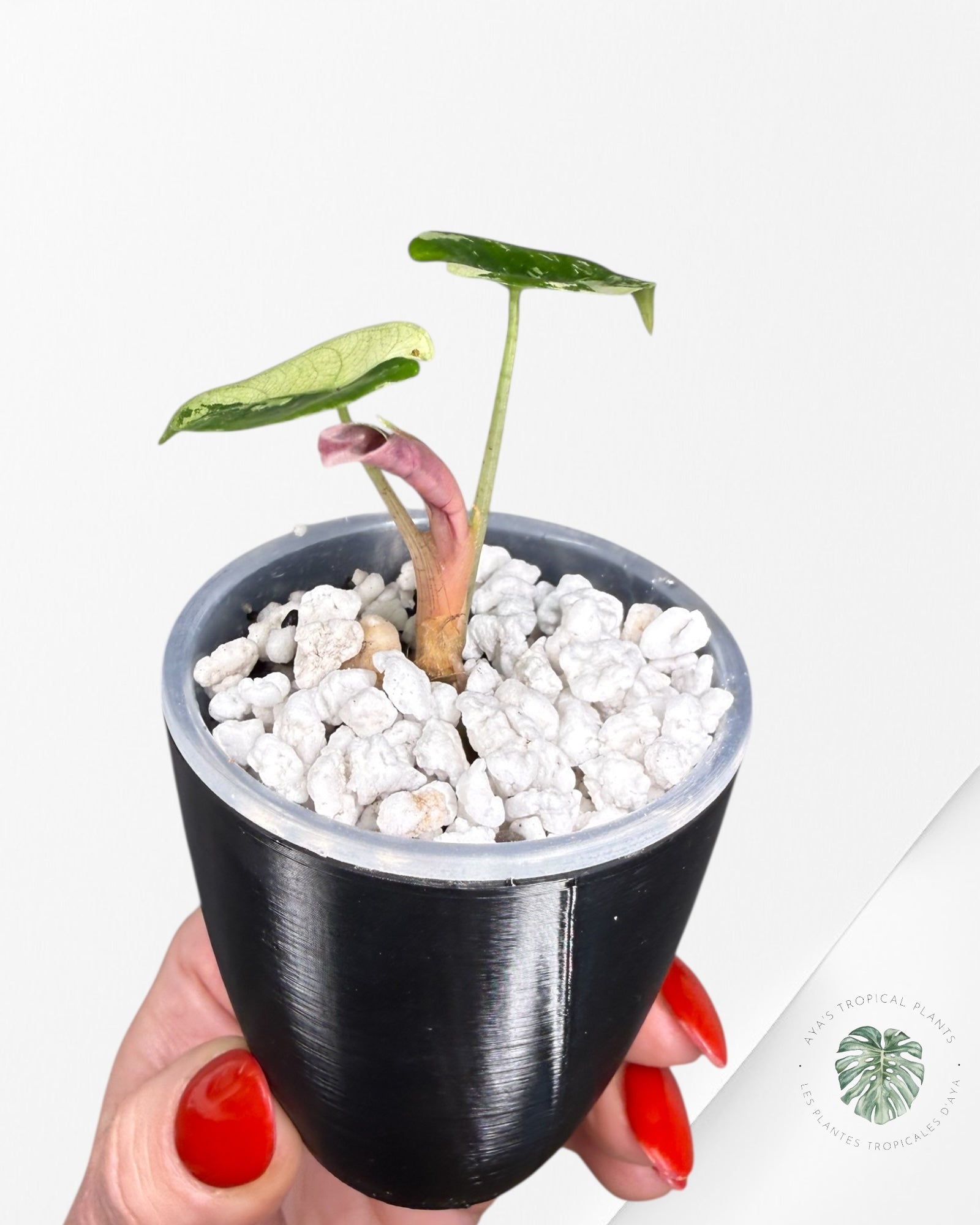 Alocasia Polly Pink Variegated