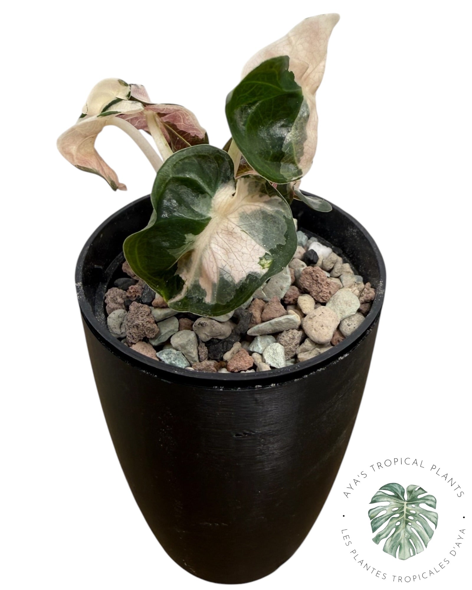 Alocasia Heart Balloon Pink variegated