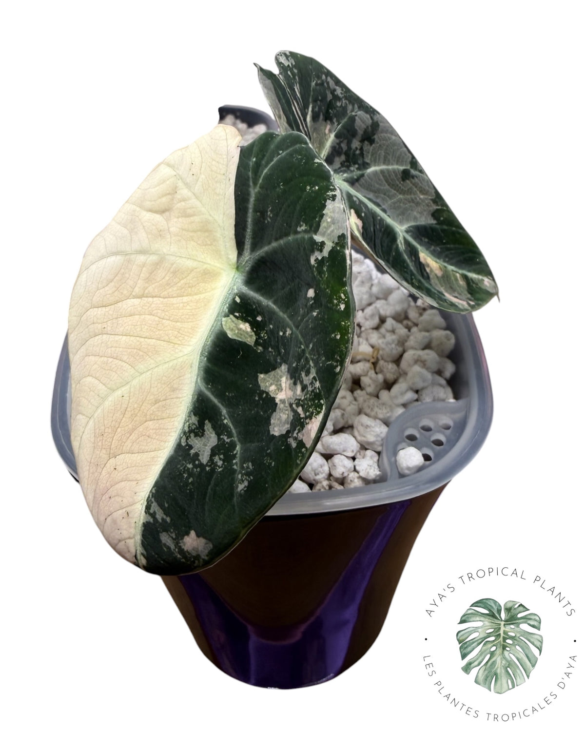 Alocasia Black Velvet Snowflake Variegated