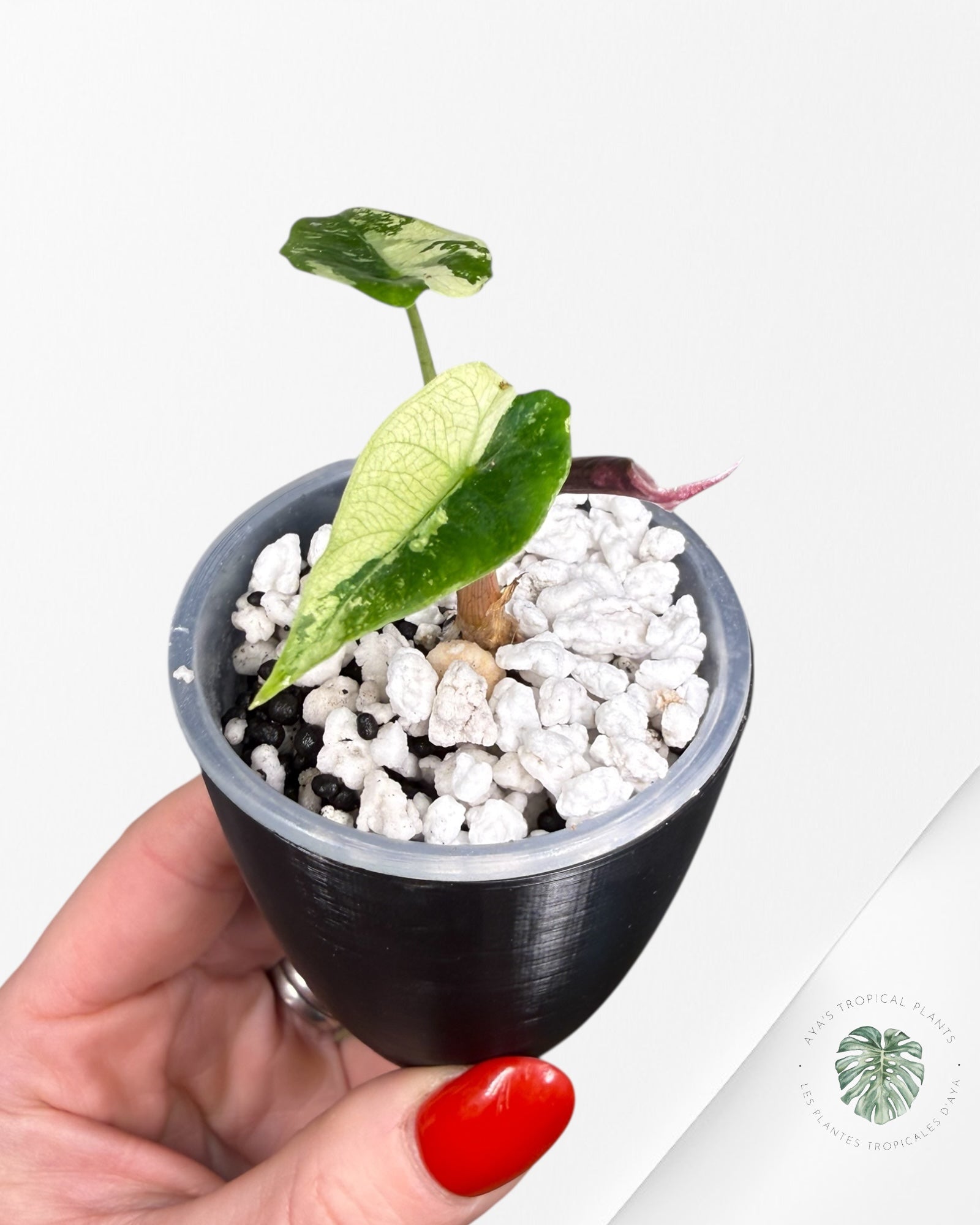 Alocasia Polly Pink Variegated