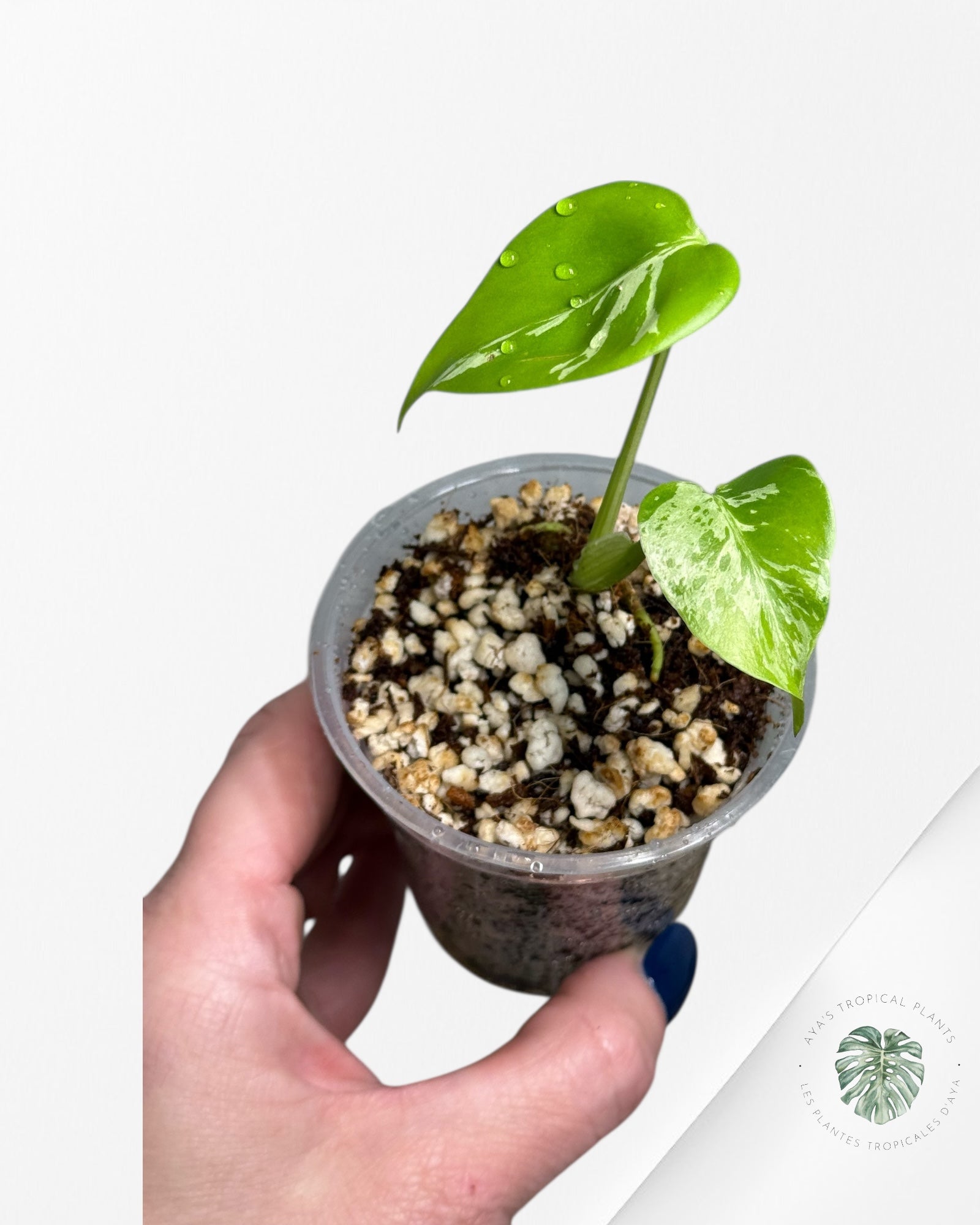 Monstera Deliciosa Bulbasaur |Rare TC Plant | Aya's Tropical Plants