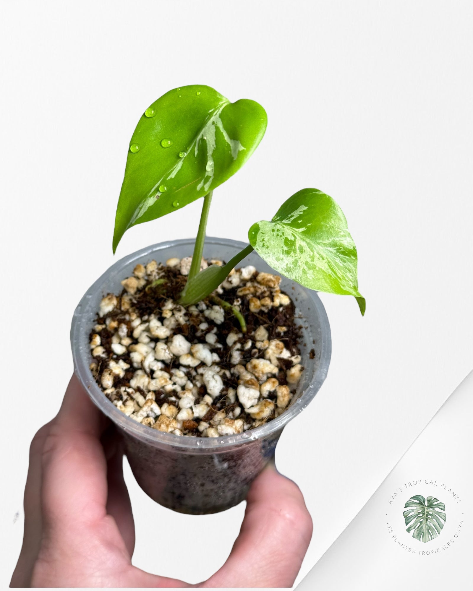 Monstera Deliciosa Bulbasaur |Rare TC Plant | Aya's Tropical Plants