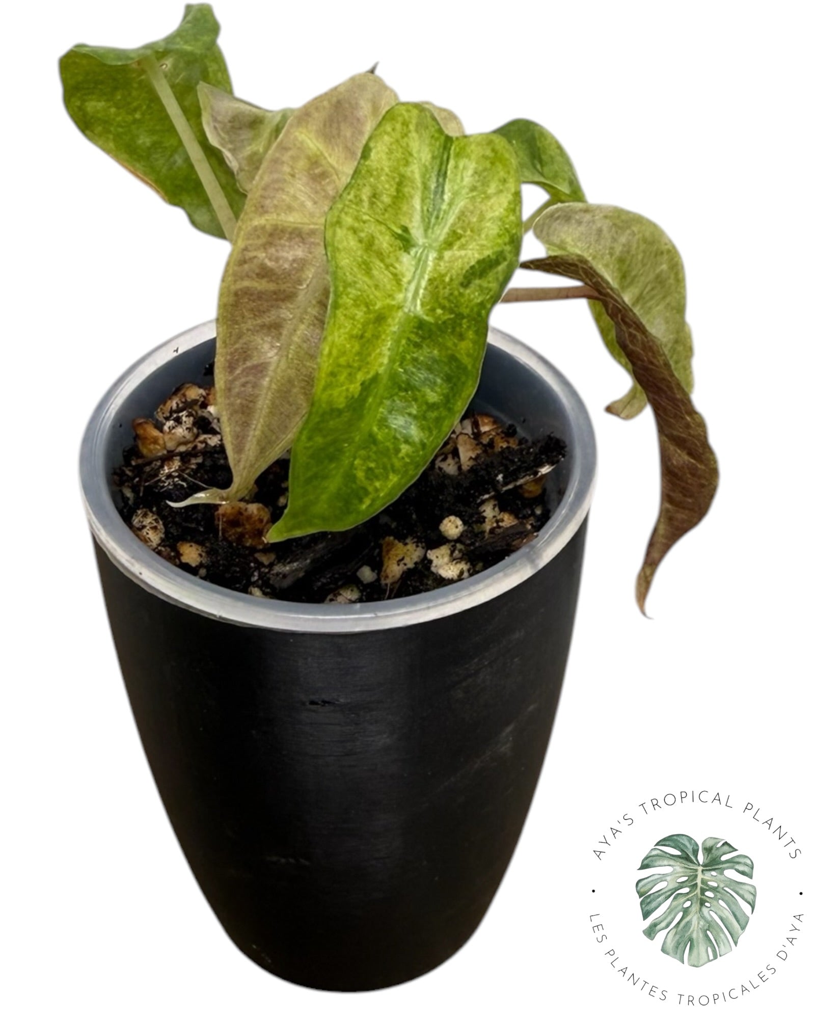 Alocasia Polly Aurea Variegated