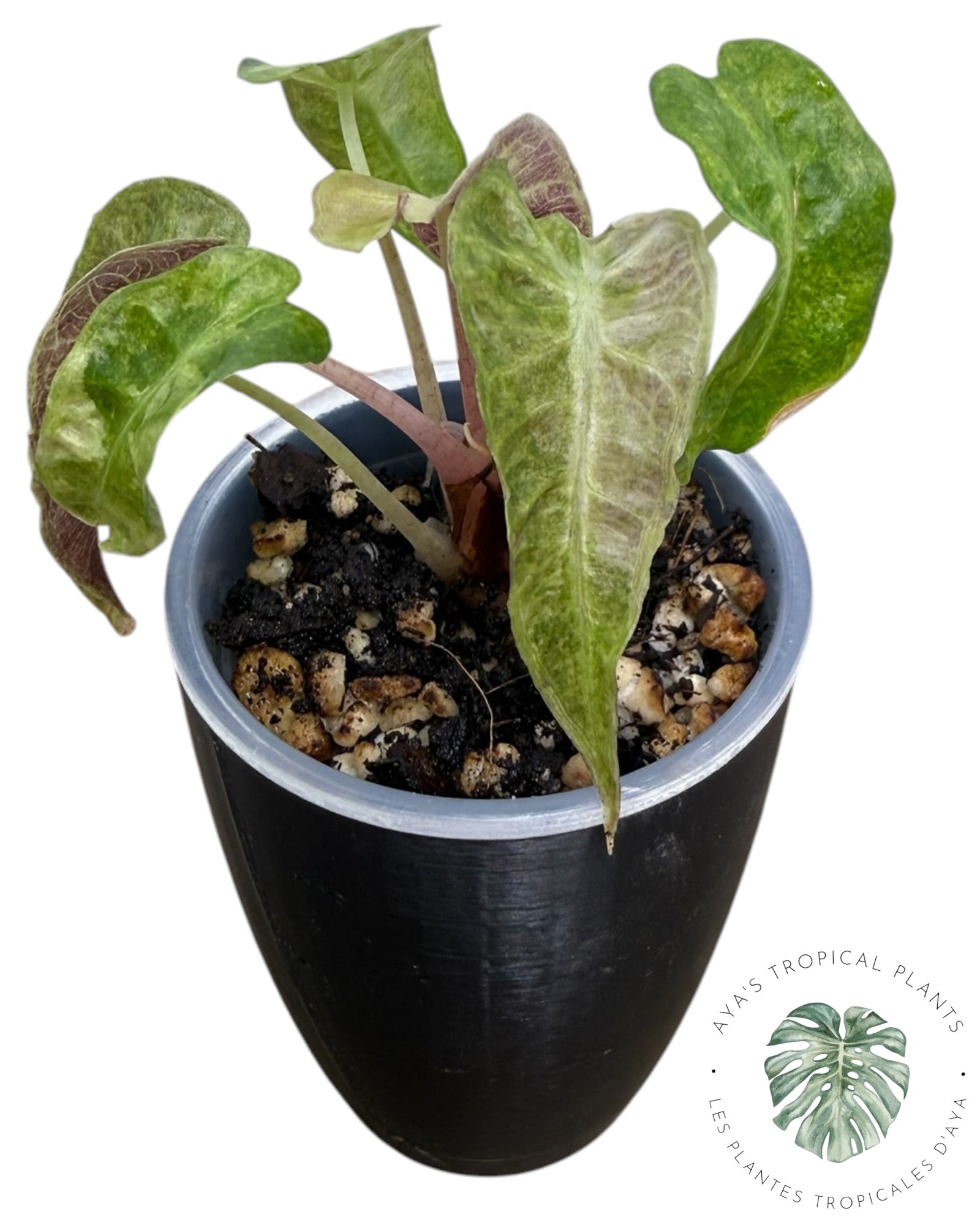 Alocasia Polly Aurea Variegated