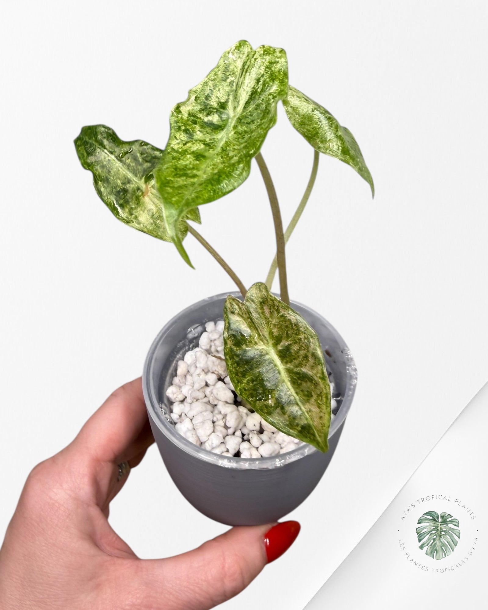 Alocasia Black Saturn 'Stardust' Variegated