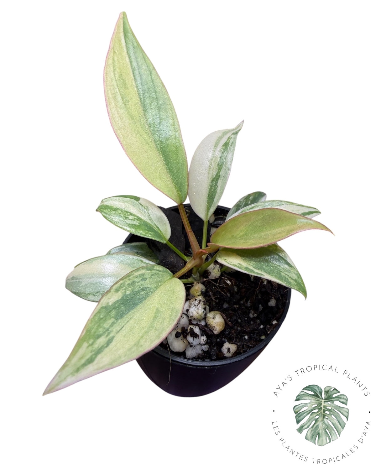 Philodendron Atabapoense Pink