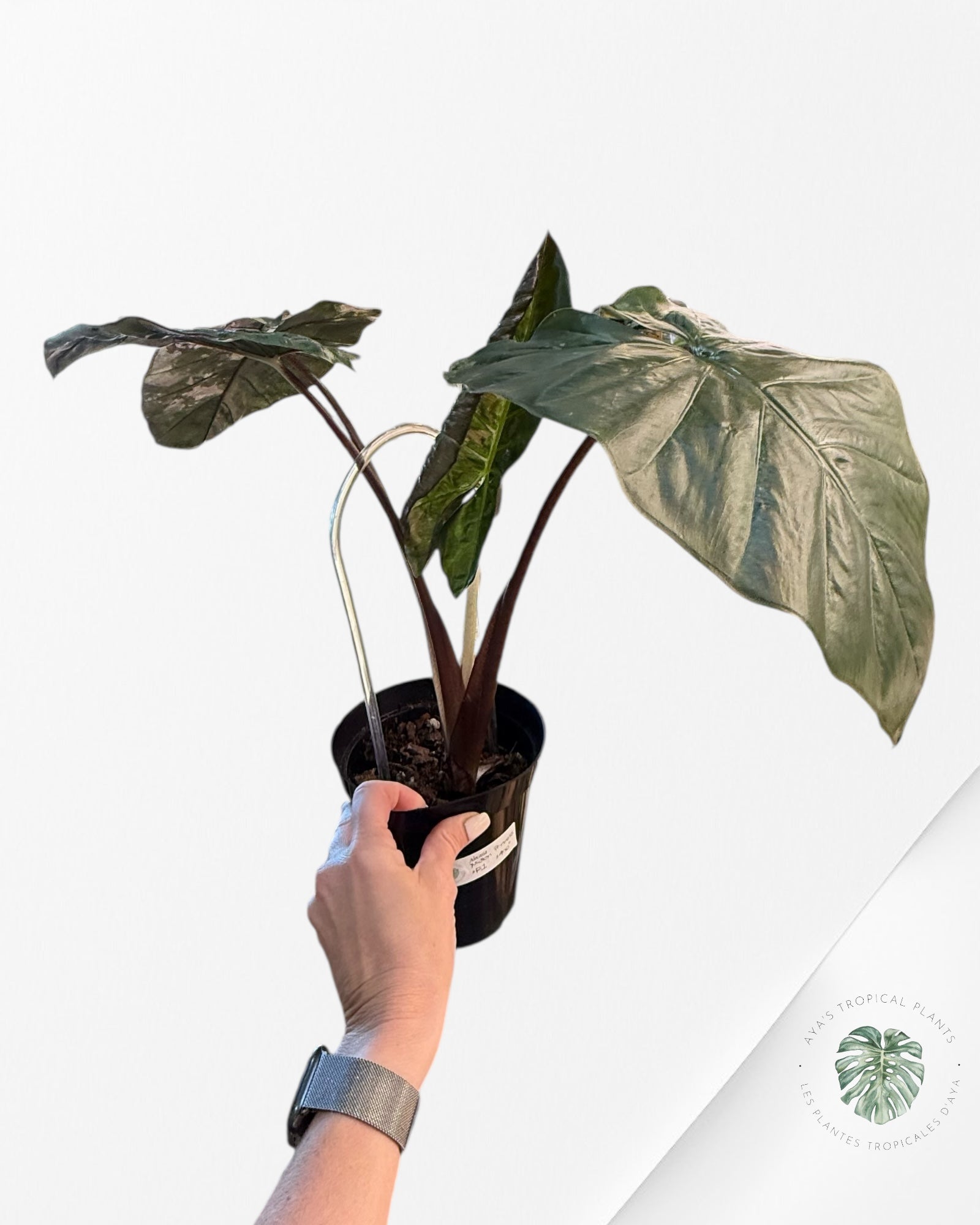 Alocasia 'Yucatan Princess' variegated - F1
