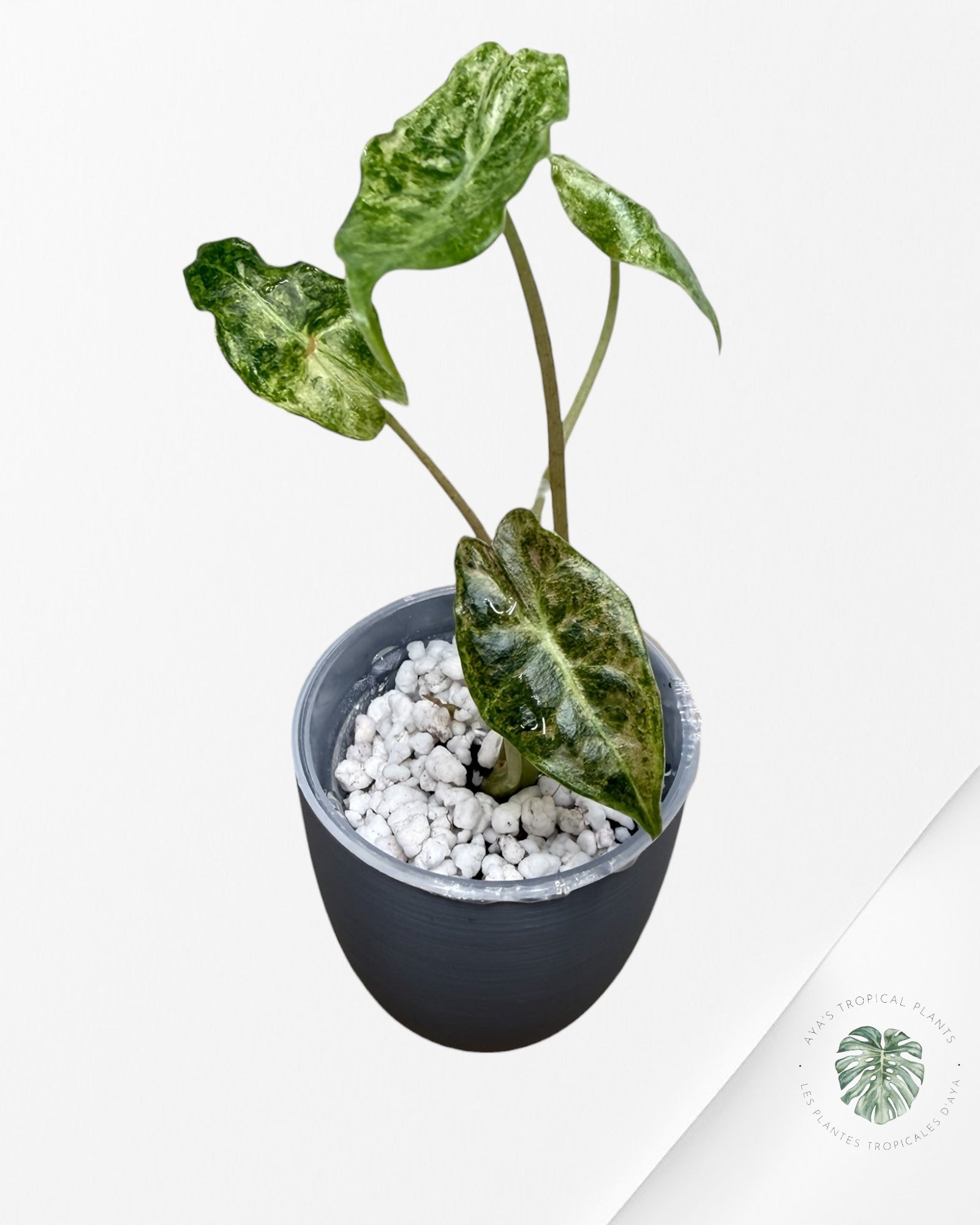 Alocasia Black Saturn 'Stardust' Variegated