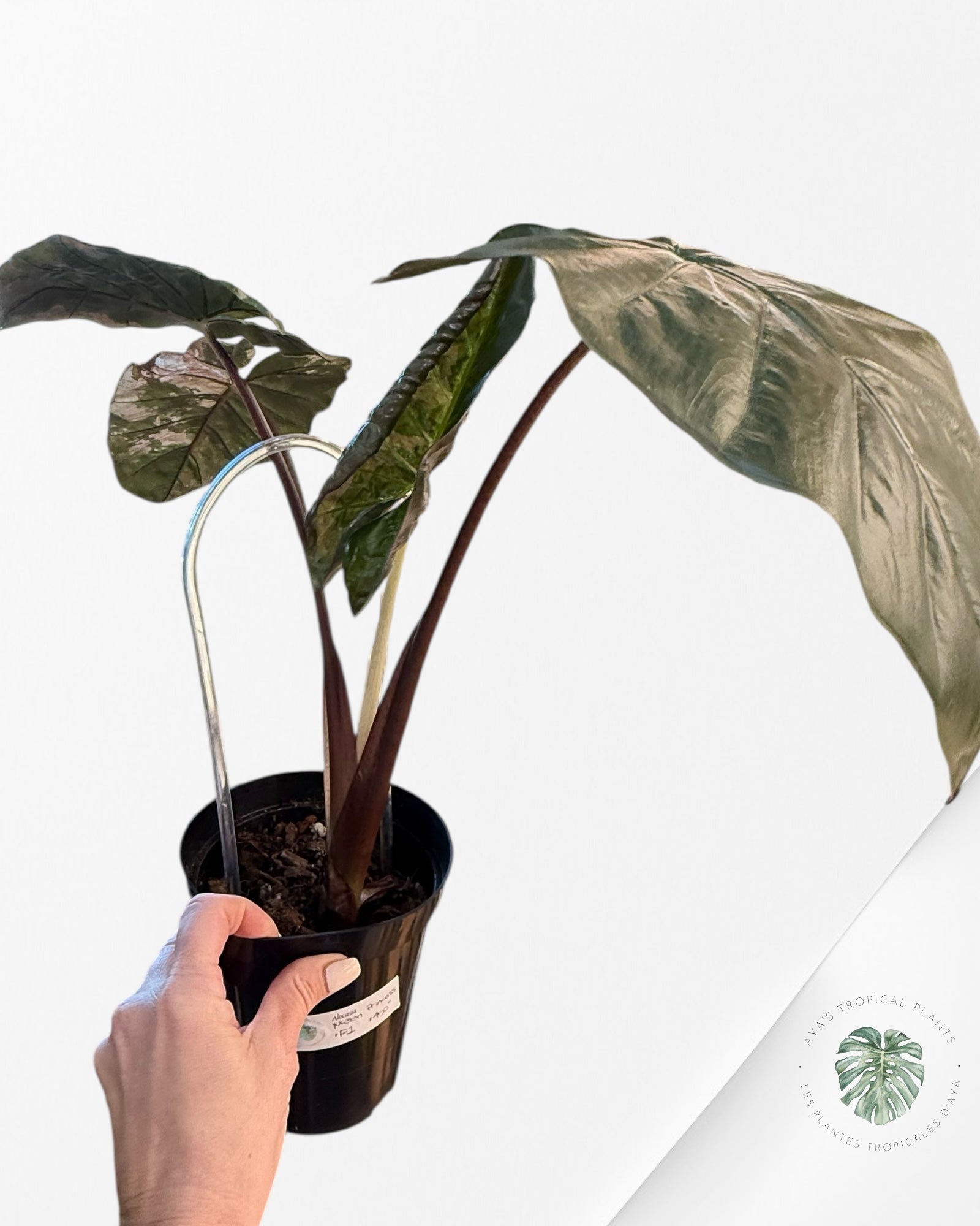 Alocasia 'Yucatan Princess' variegated - F1