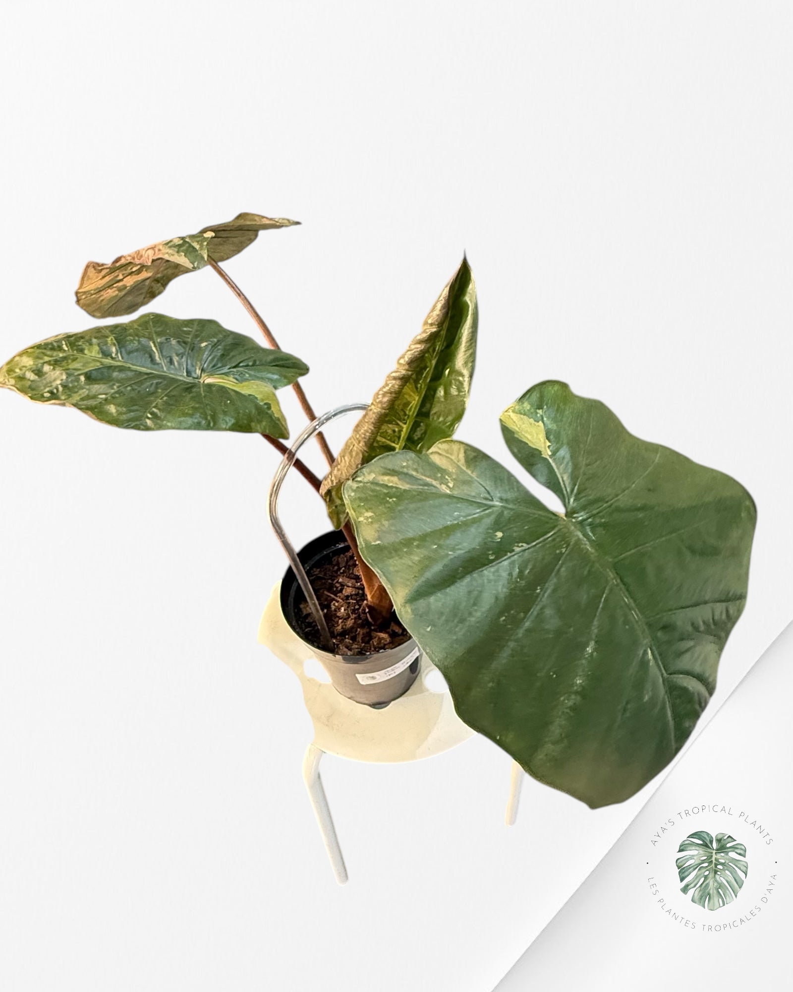 Alocasia 'Yucatan Princess' variegated - F1