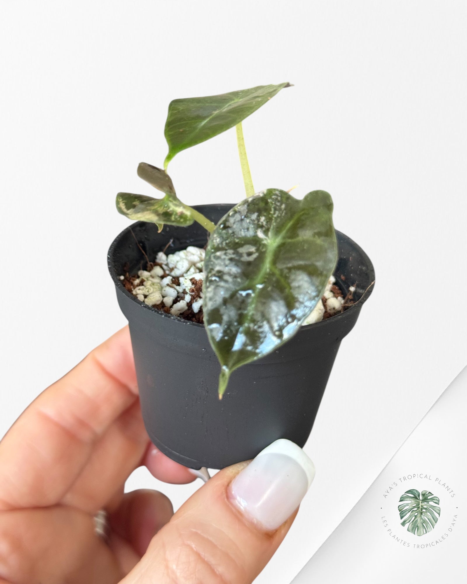 Alocasia Polly Variegata (Pink A Grade)- TZ5