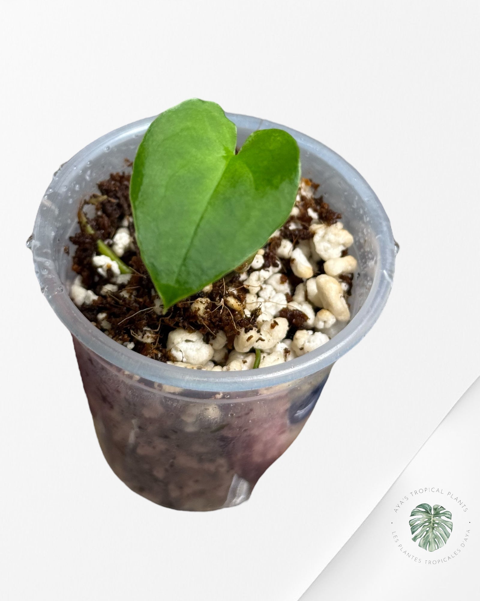 Anthurium Black Magic | Rare TC Plant| Aya's Tropical Plants
