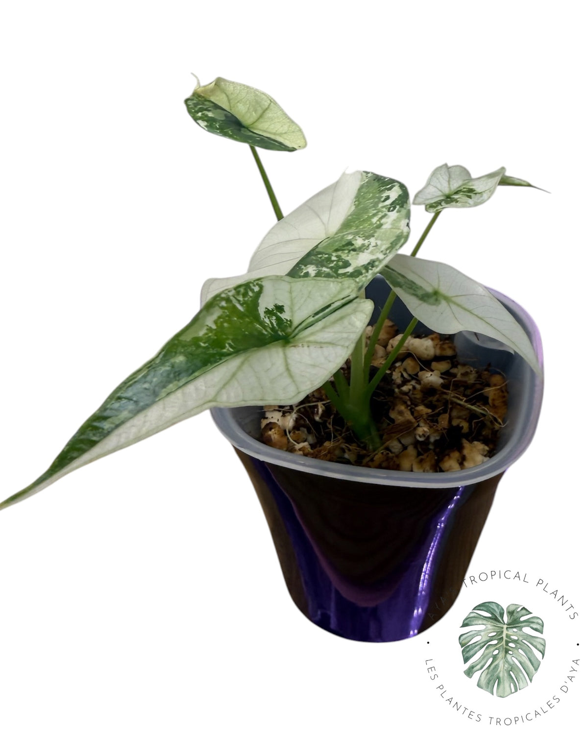Alocasia Simpo Albo Variegated