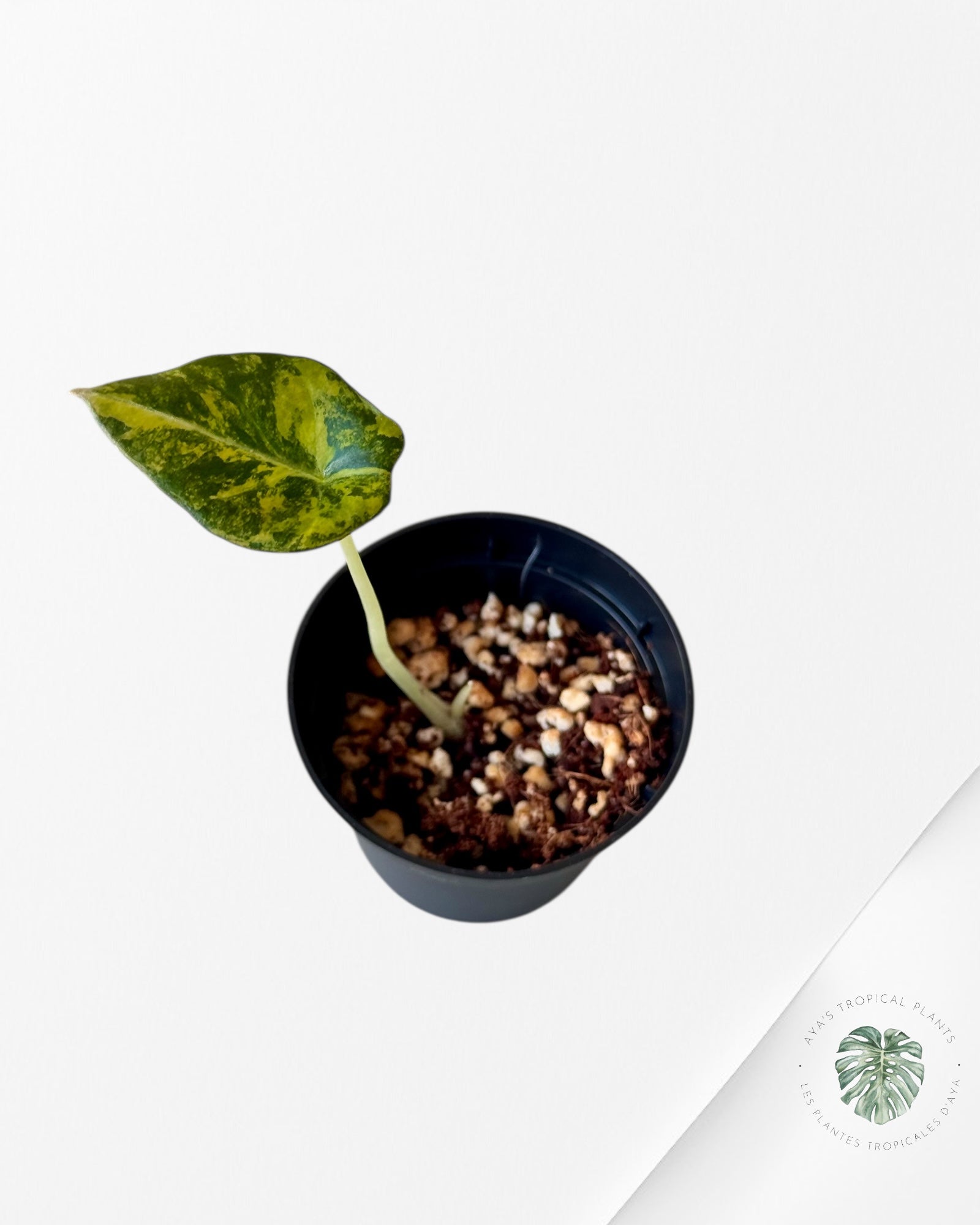 Alocasia Black Velvet Gold Variegata ( Aurea)