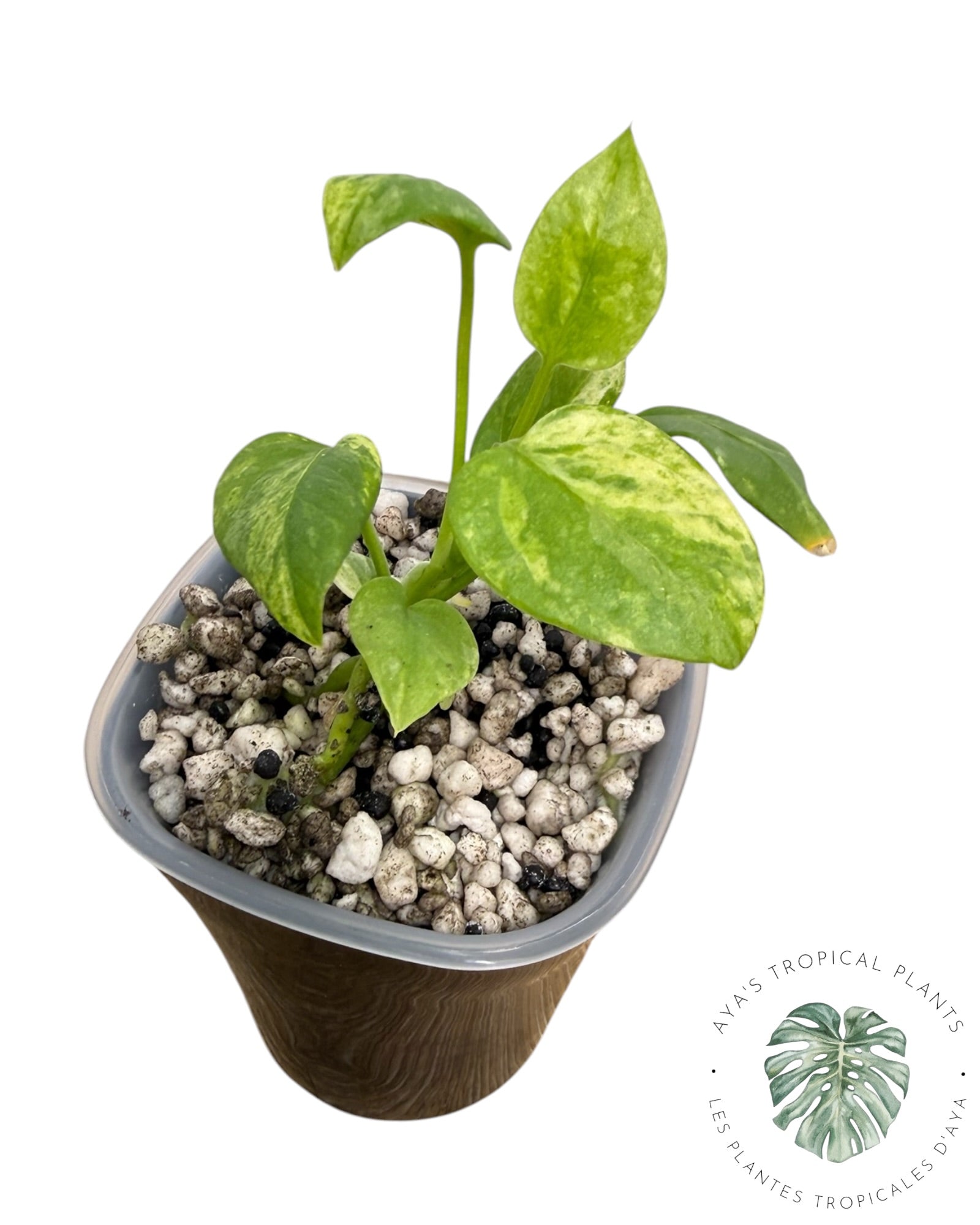 Anthurium Vittarifolium Variegated