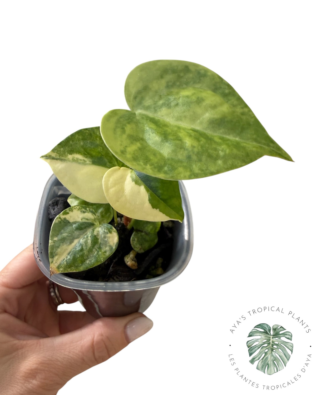 Anthurium Clarinervium Aurea Variegated