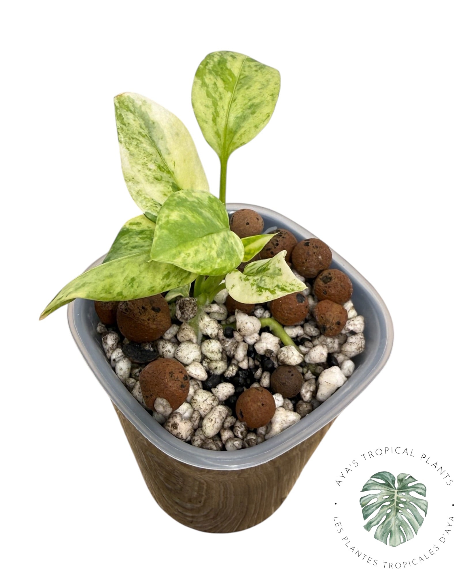 Anthurium Vittarifolium Variegated