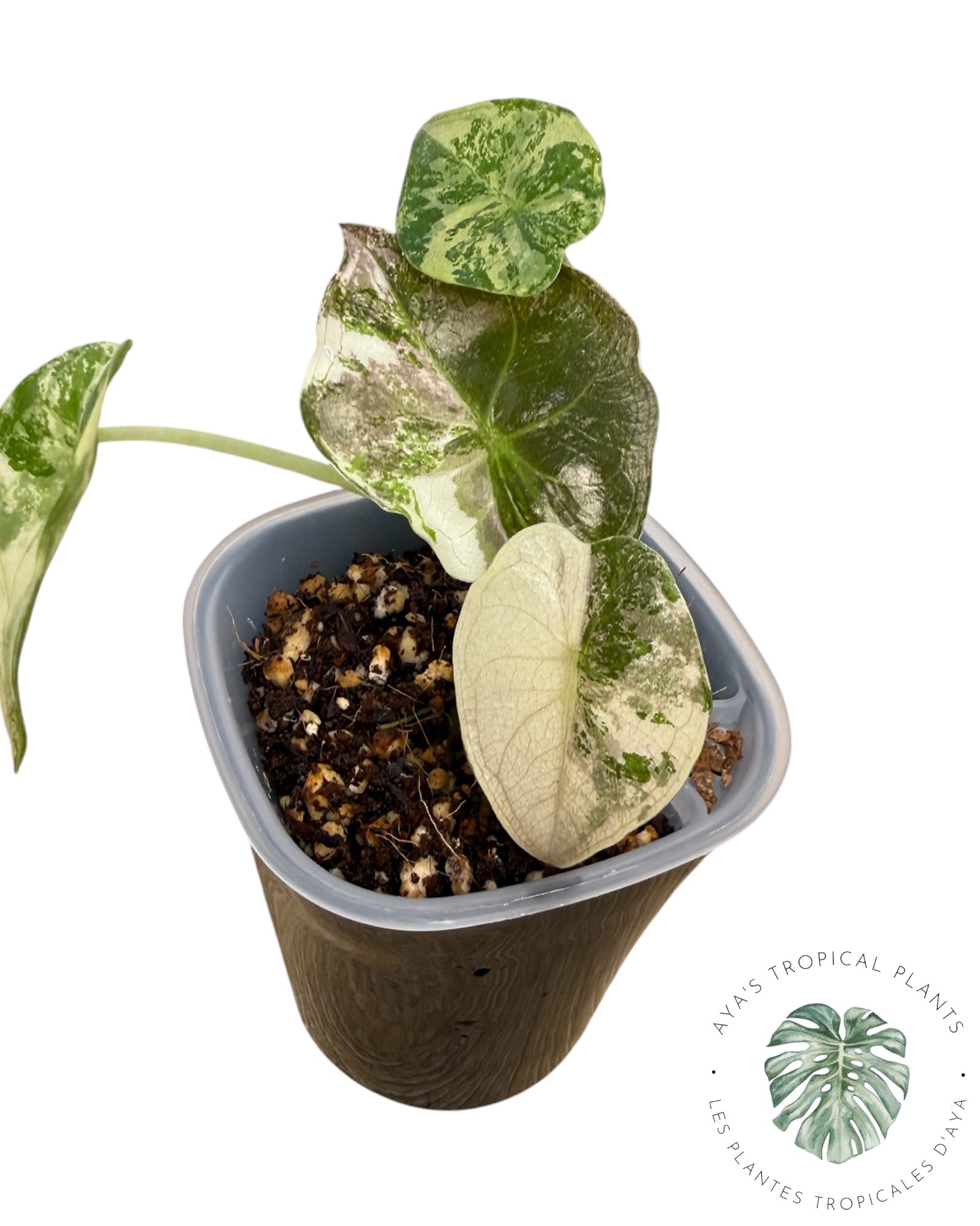 Alocasia Wentii Albo Pink Variegated