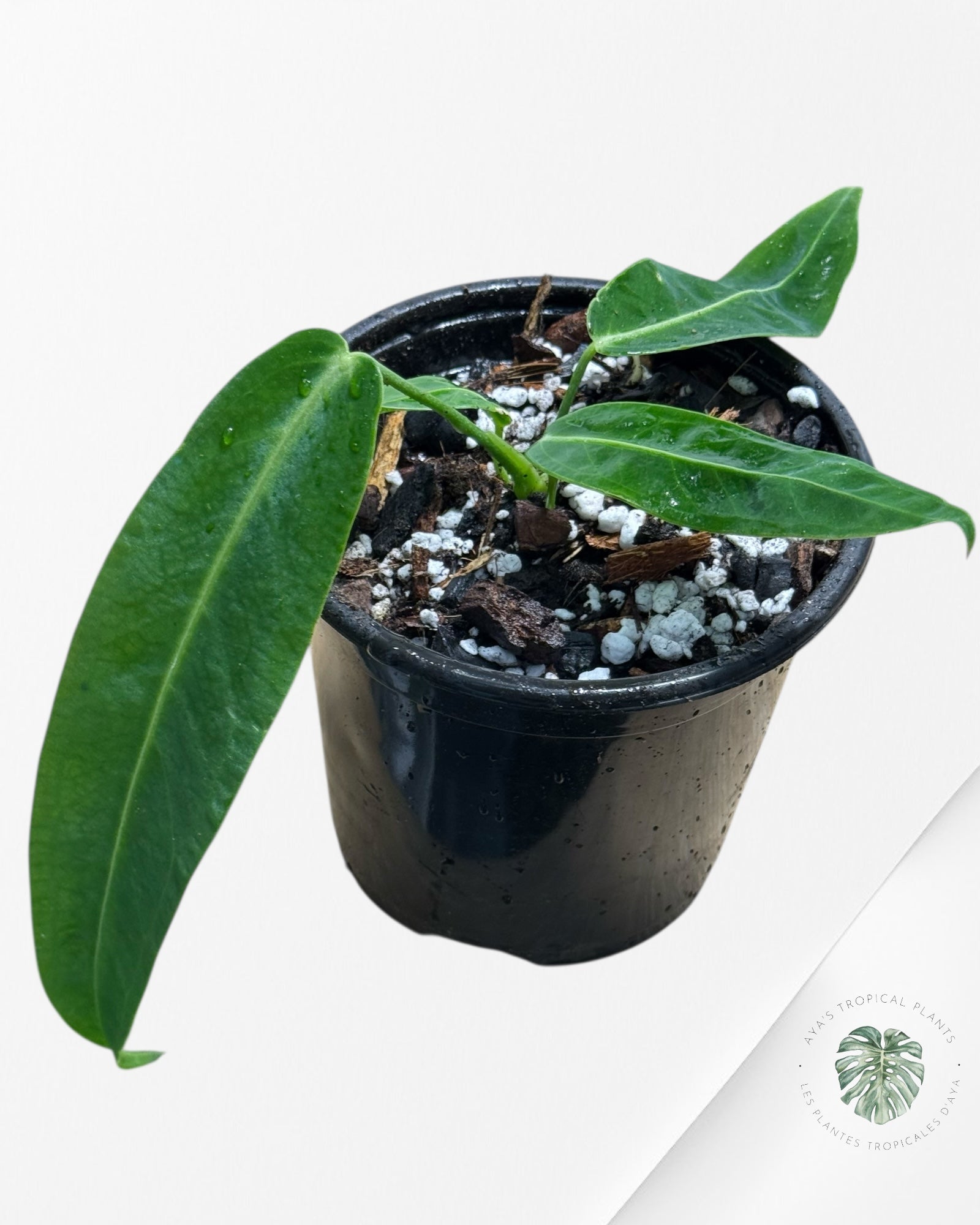 Anthurium Warocqueanum  |Rare Aroid| Aya's Tropical Plants