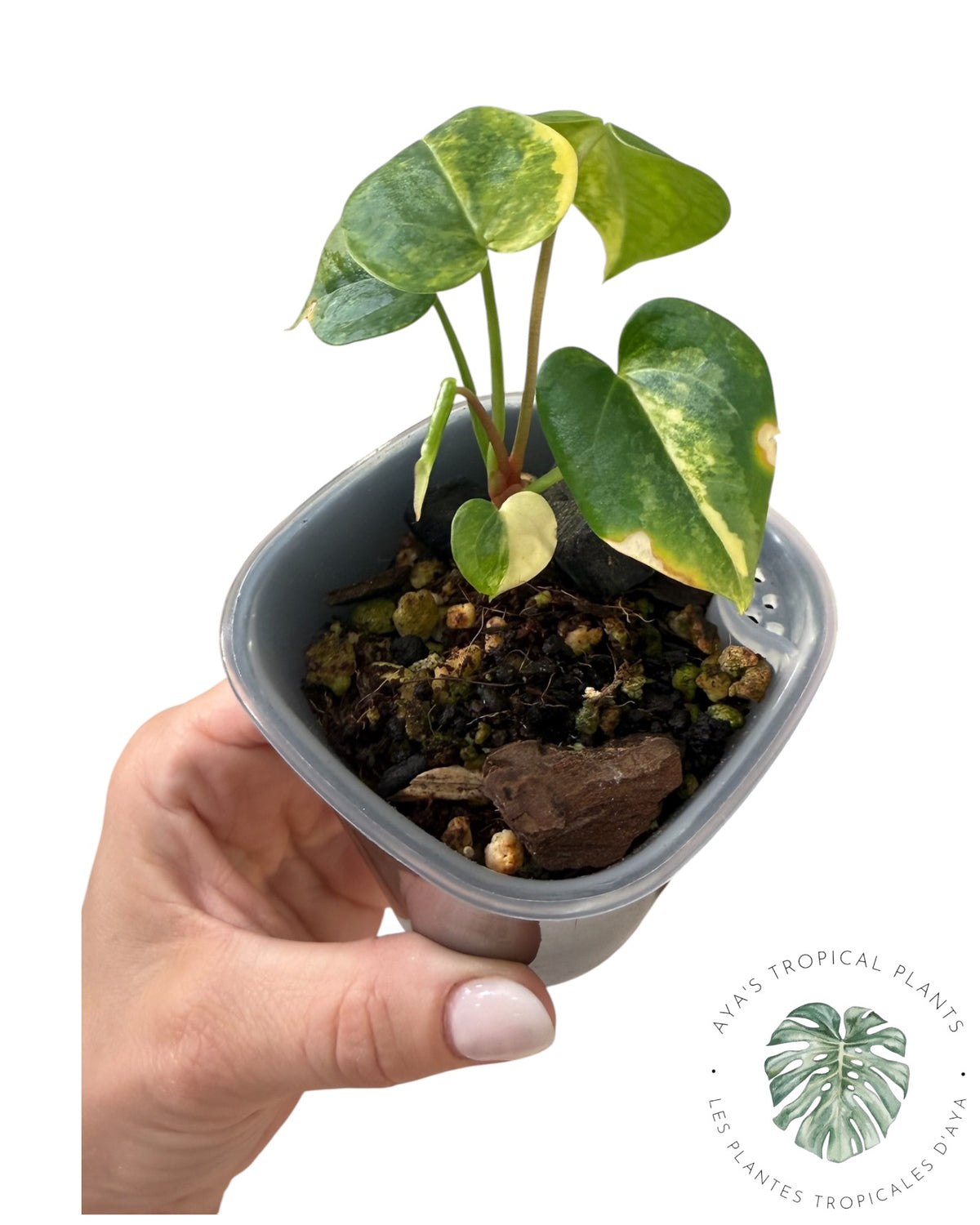 Anthurium Clarinervium Aurea Panaché