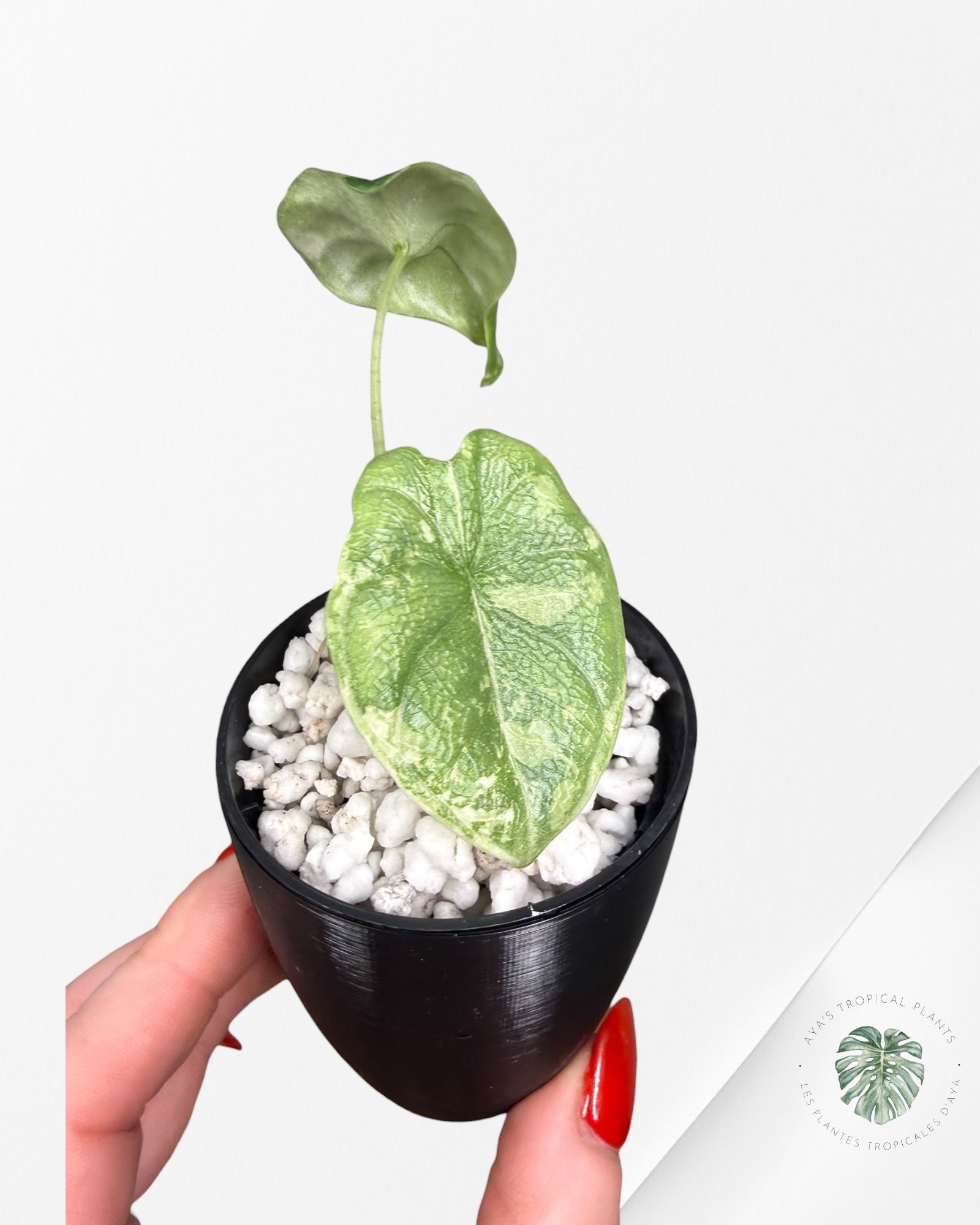 Alocasia Melo Albo Variegated