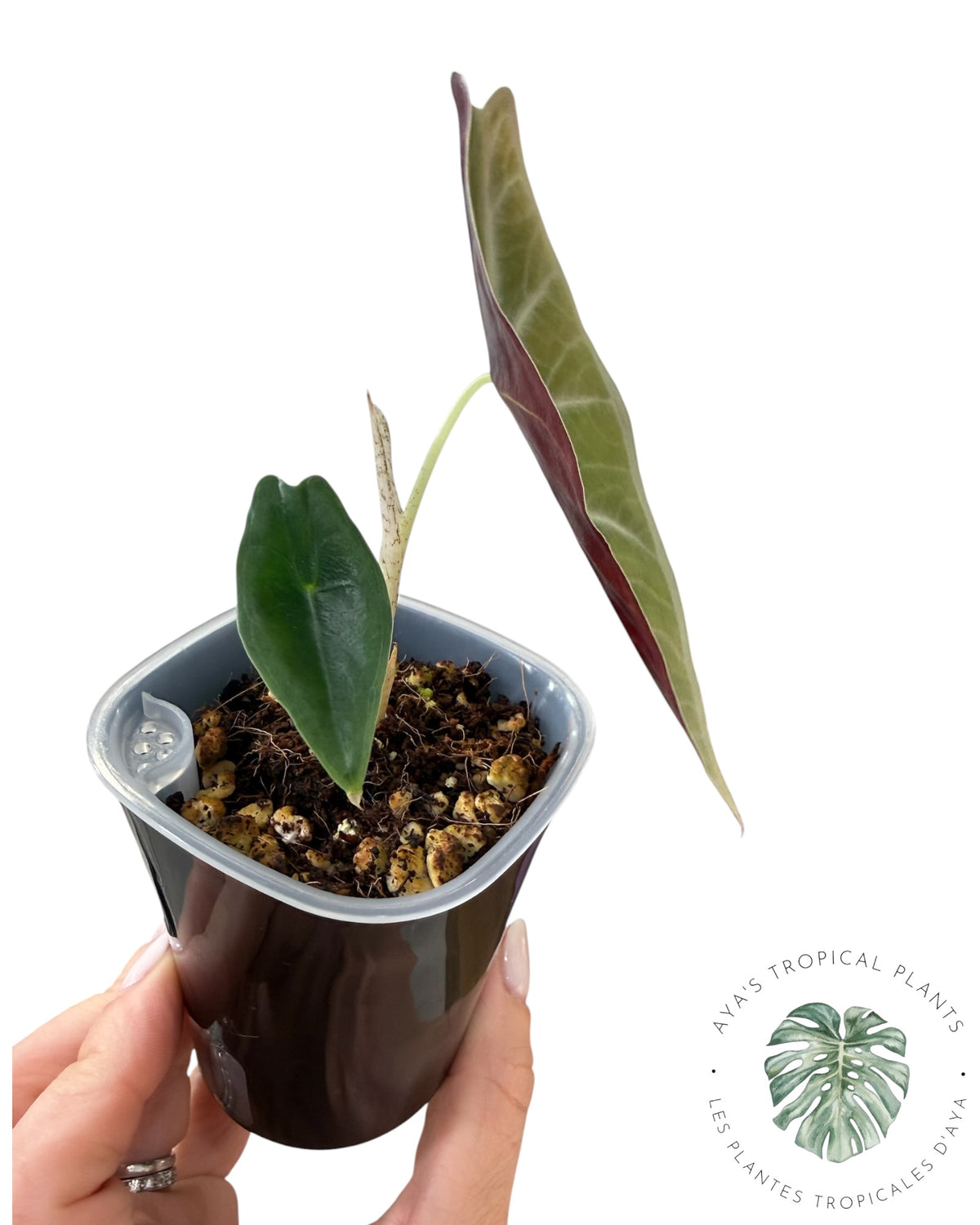 Alocasia Black Satun Pink Bone