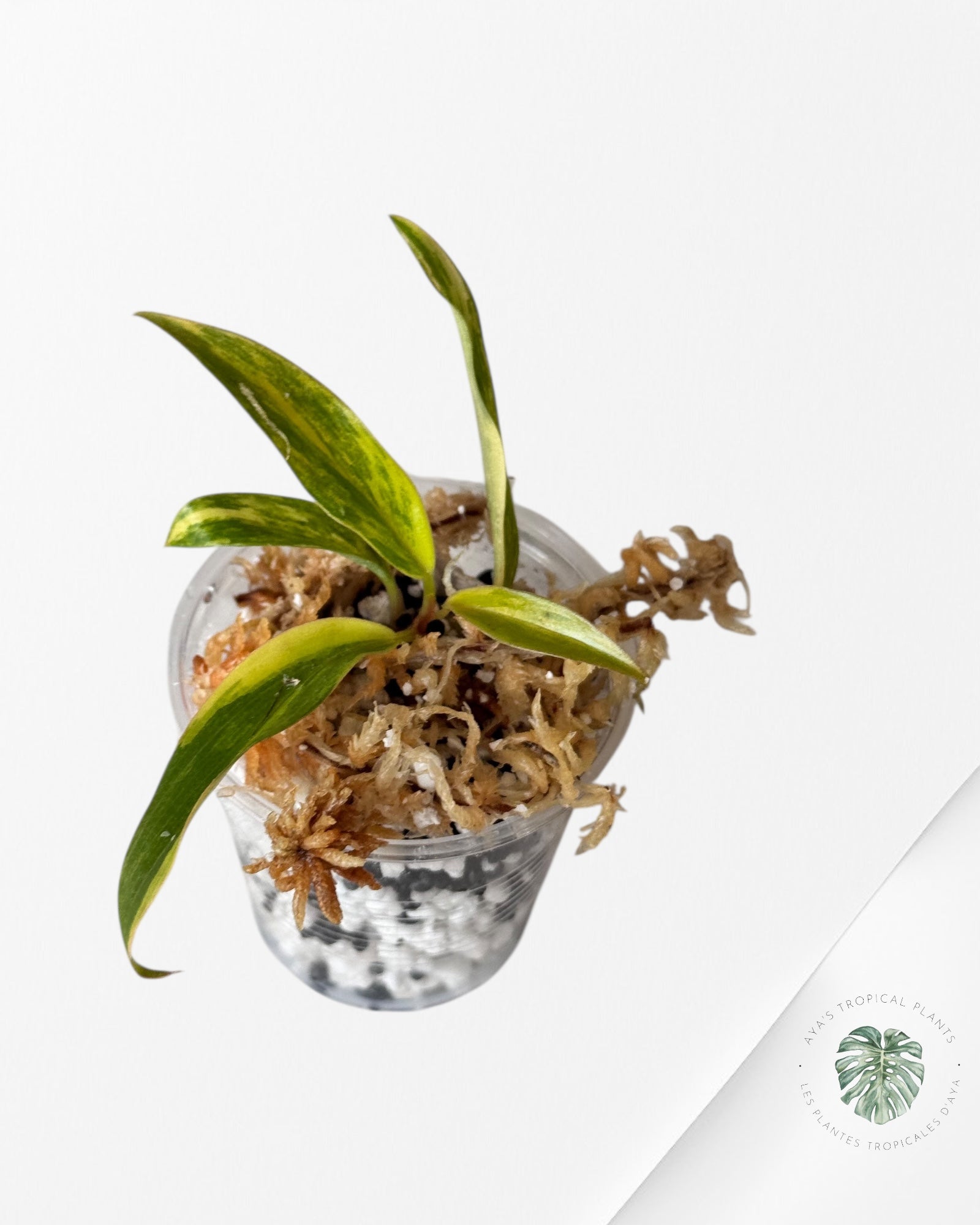 Philodendron Caramel Marble-LU4